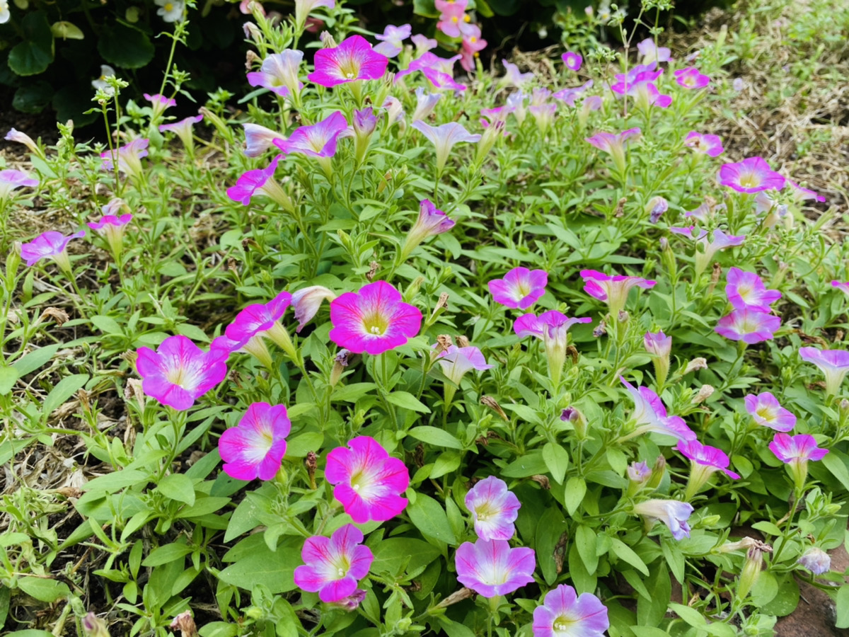 ７月のOJT報告 － Hさん