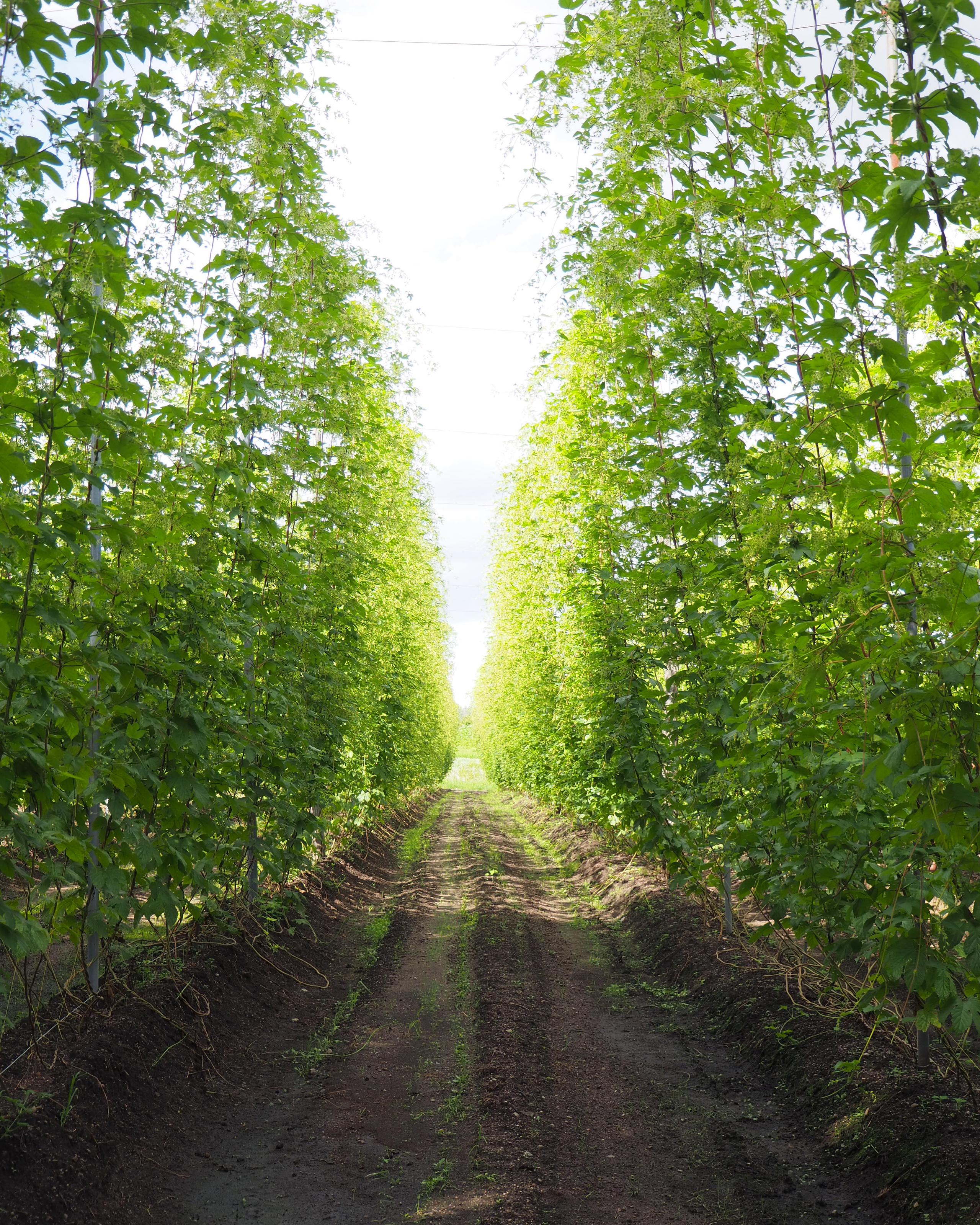 山形ホップの贅を尽くしたビール造り！