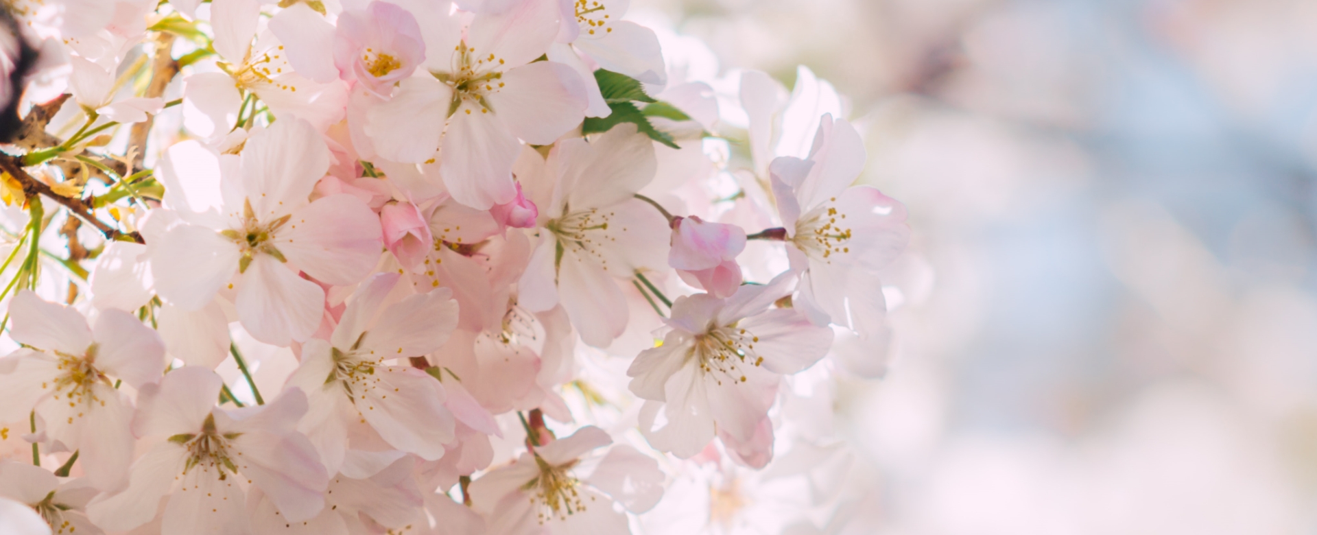 (株)花咲ソリューションの誕生