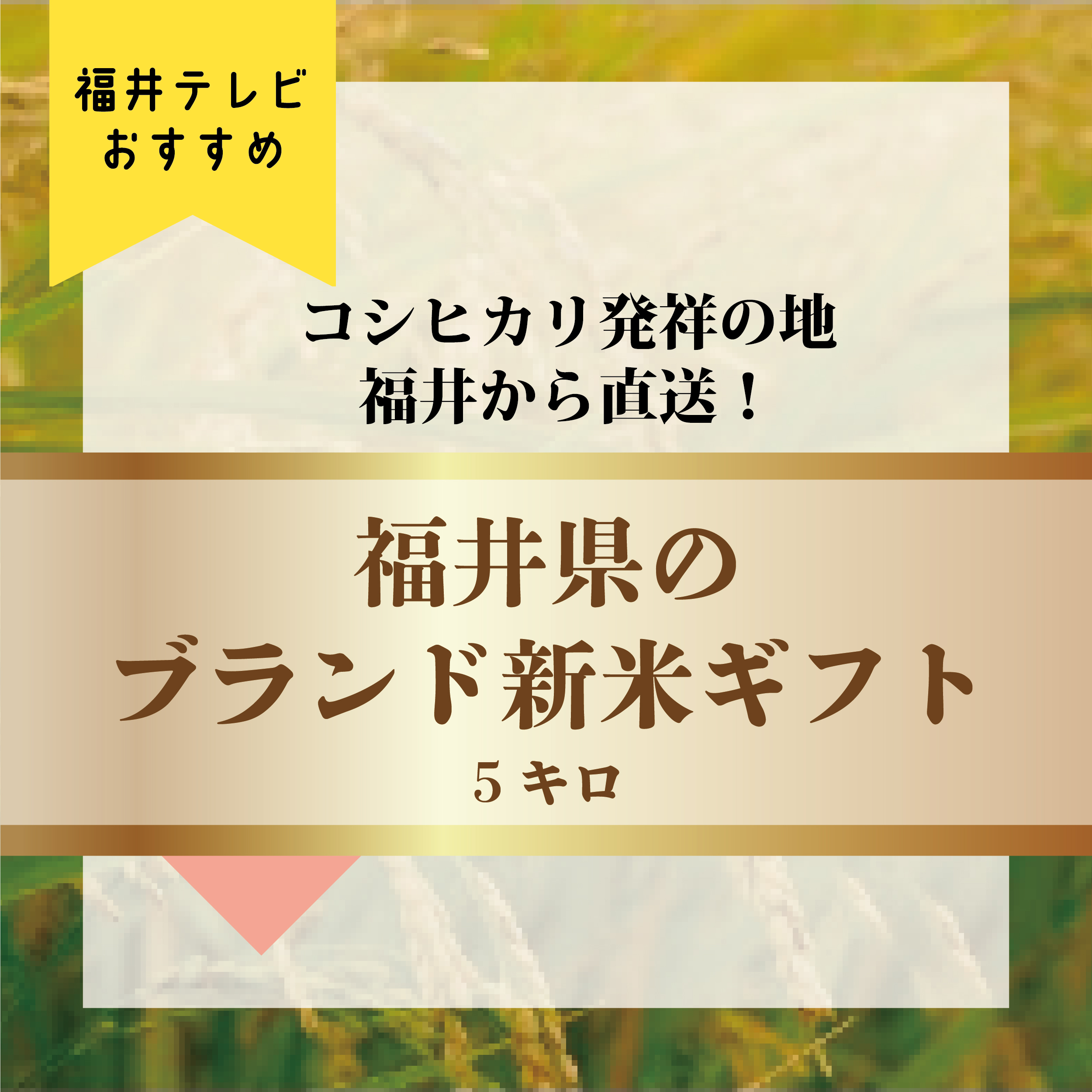 ひかりてらすと福井テレビと福井パールライスが共同で "コシヒカリ発祥の地・福井から直送!ブランド新米ギフト"を商品開発 ~地域特産品ギフト web サービス tamapon Gift で販売開始~