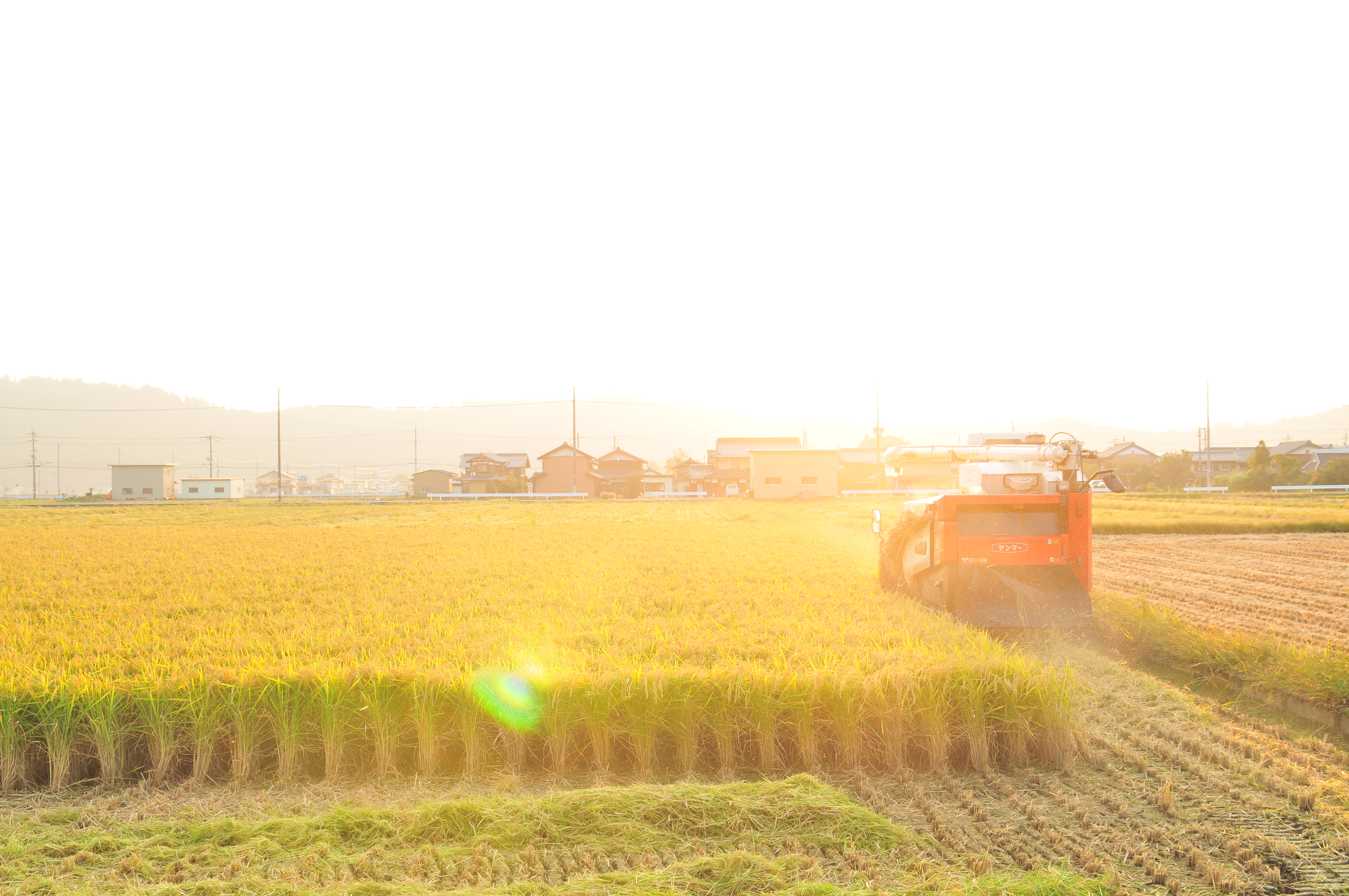 【社員研修レポート】在来種「滋賀旭」の田植え