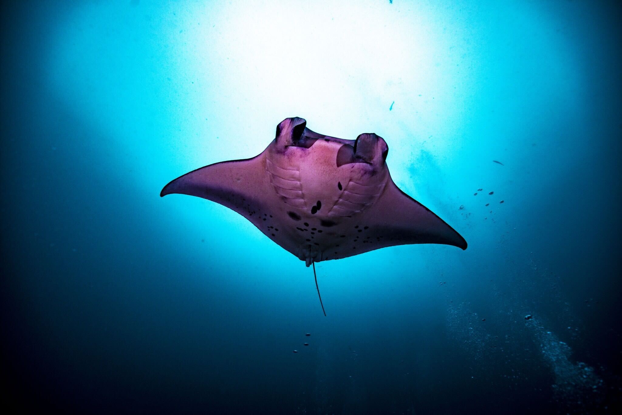 大手メガベンチャーでの経験を生かした急成長ベンチャーでの挑戦