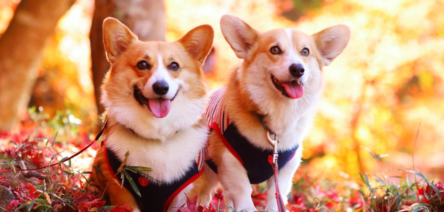 エリザベス女王と愛犬コーギーたちの歴史と コーギーの魅力 特集記事