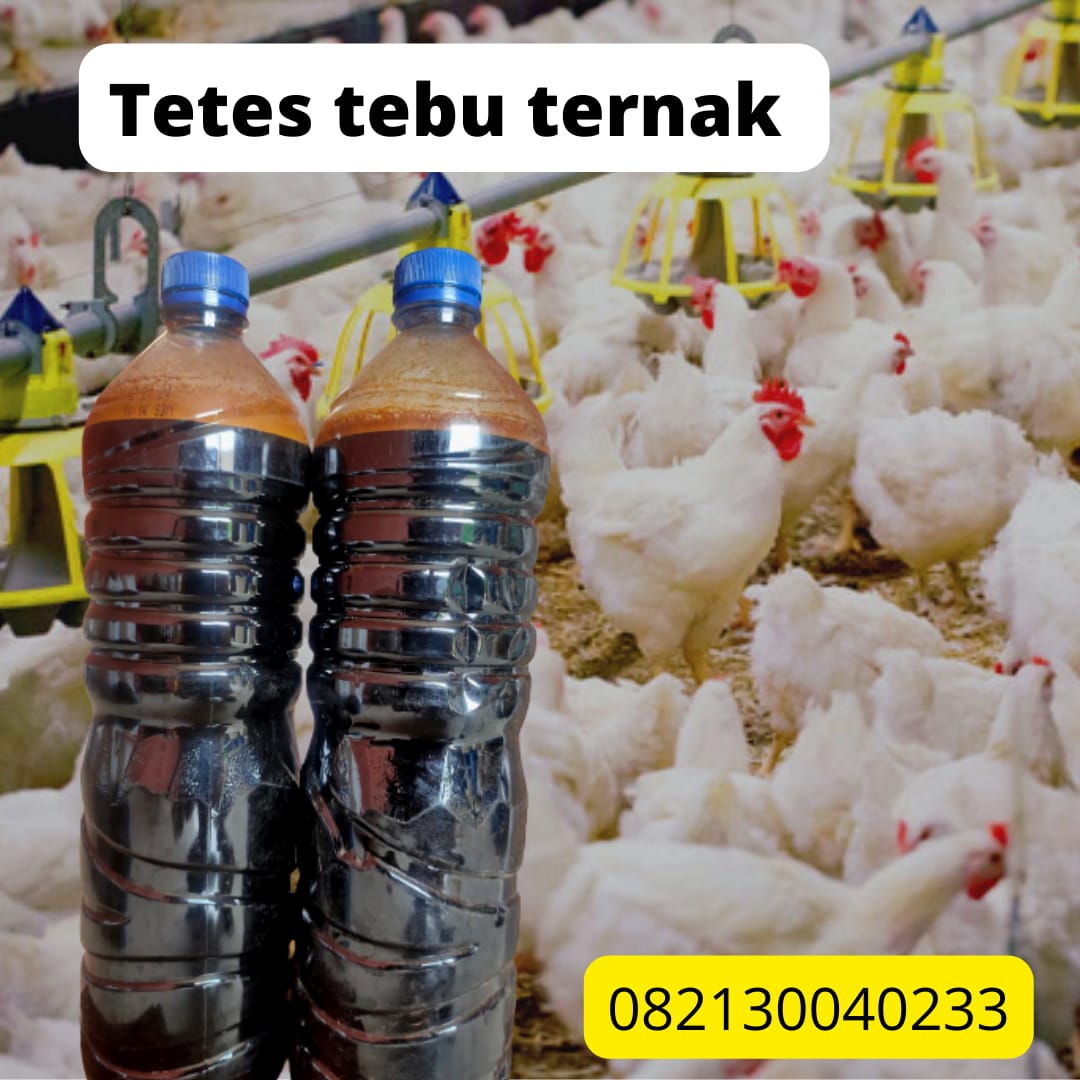 tetes tebu untuk ternak ayam