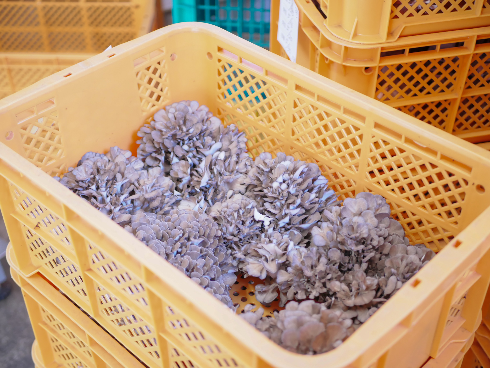 藤里町の特産品が世界に誇る特徴とは？（前編）