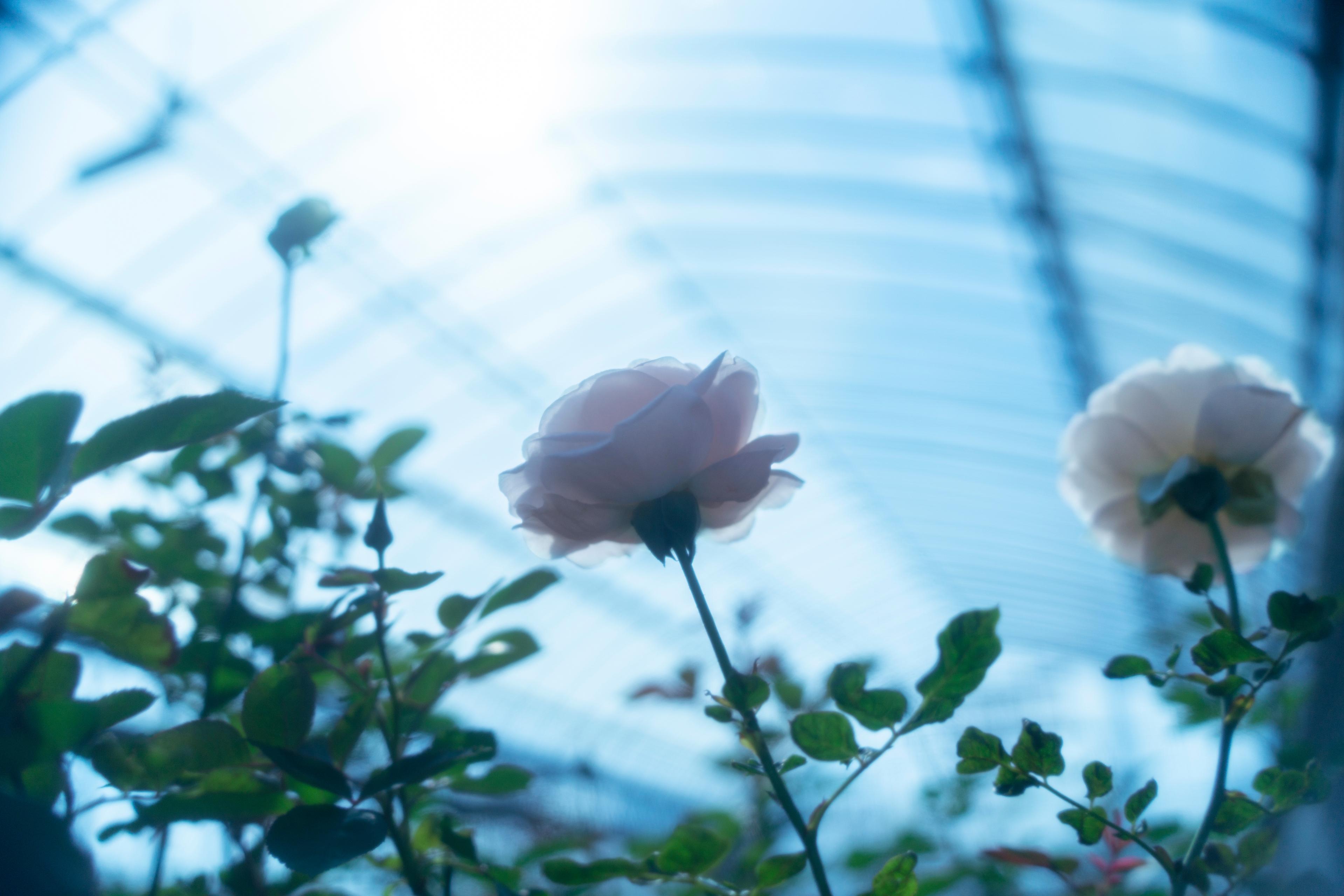 世界初！美容のためだけに品種改良したバラを開発した22歳の女性起業家がブランド構築に成功した理由