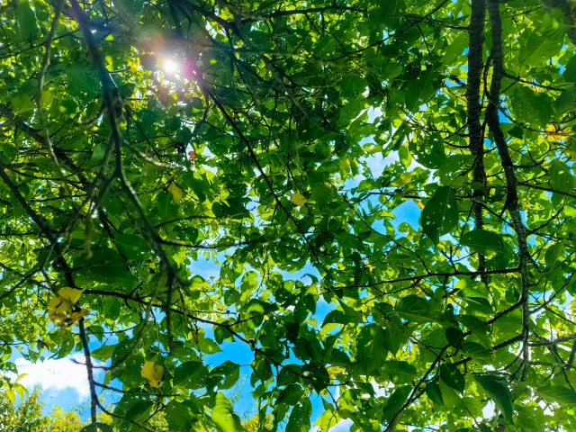 有限会社聖樹園