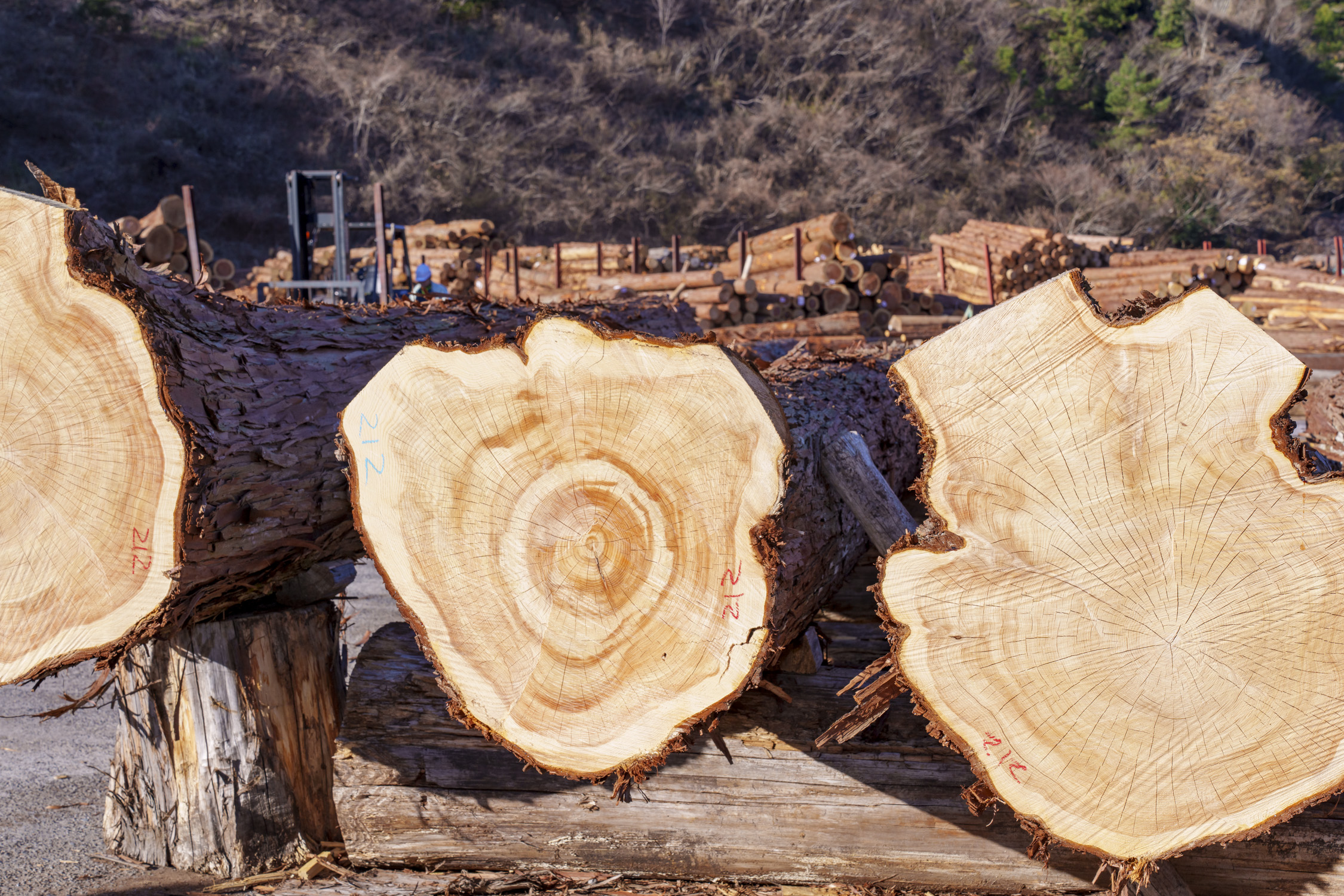 静岡県森林組合連合会