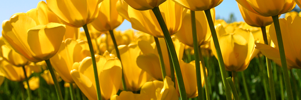 いつもお世話になっております。ディップ株式会社の山田です。