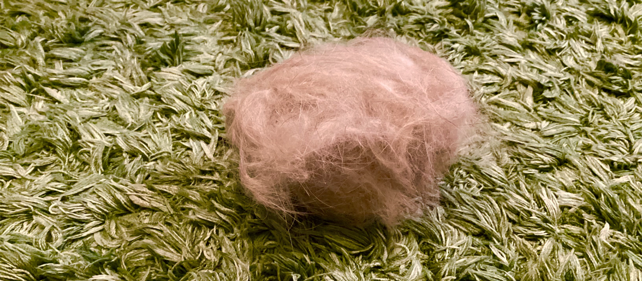 【社員コラム】我が家に春が来た（らしい）