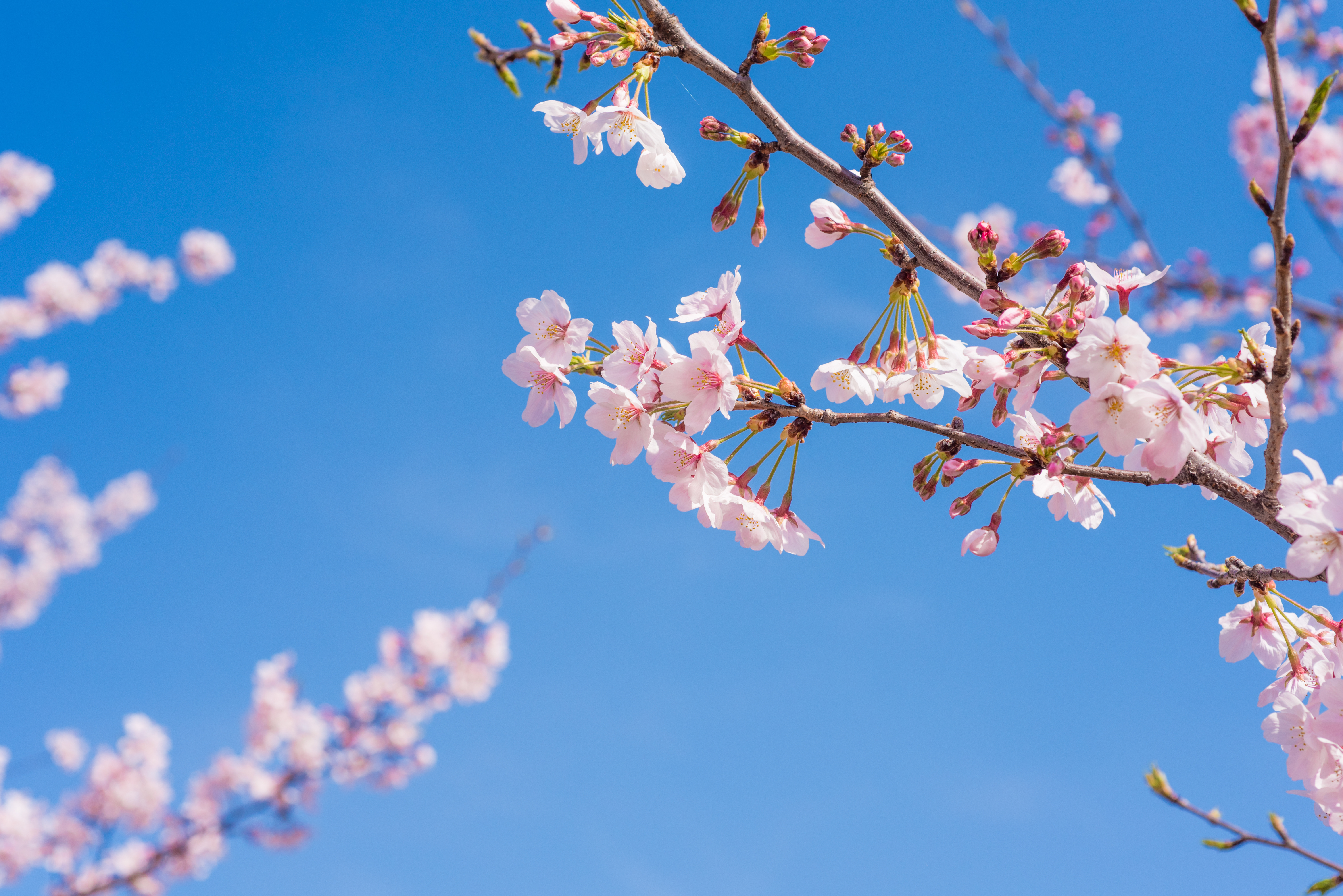 【代表挨拶】フリーランス連盟 設立背景と存在意義