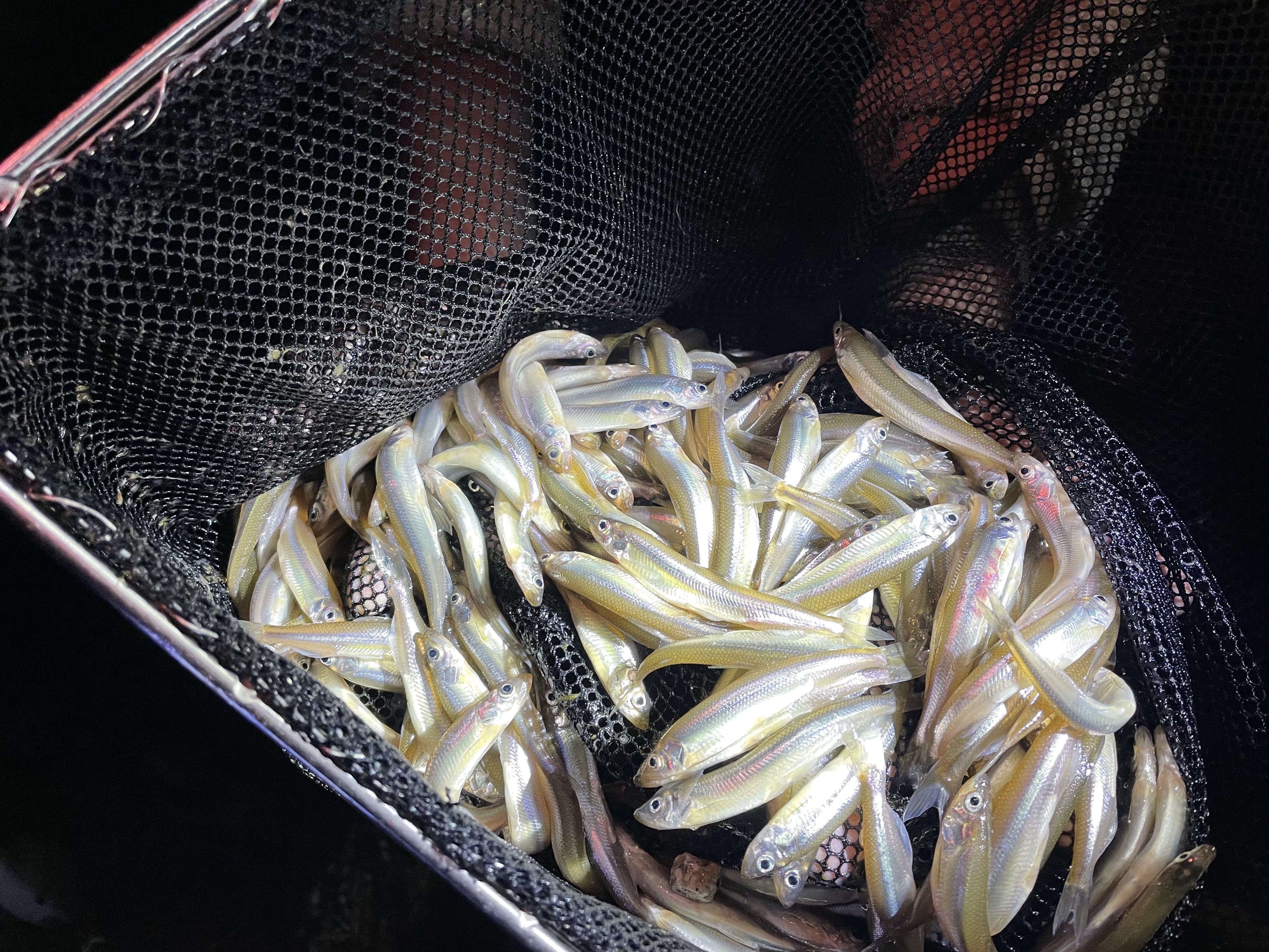 今年も大量！わかさぎ獲り in 琵琶湖【ハカルス釣り部】