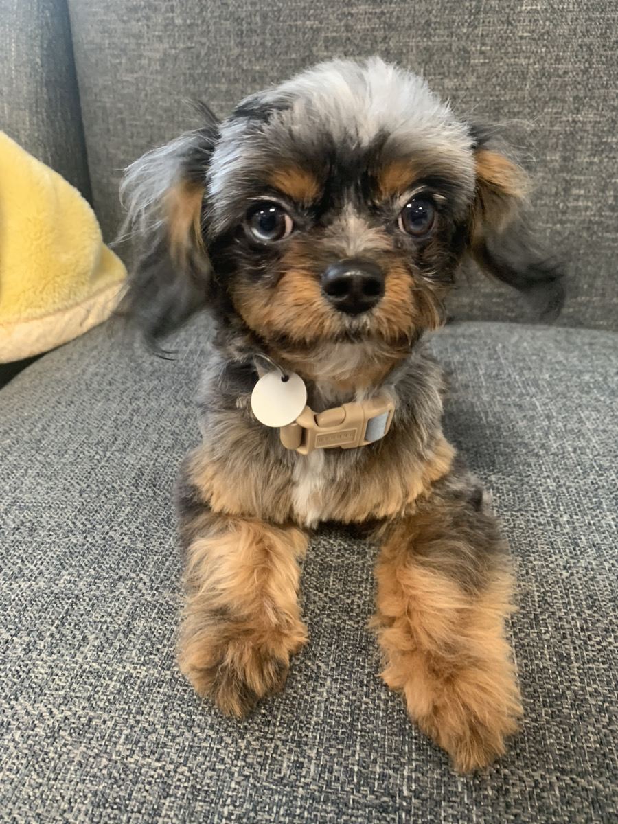 僕のカット✂️🐾