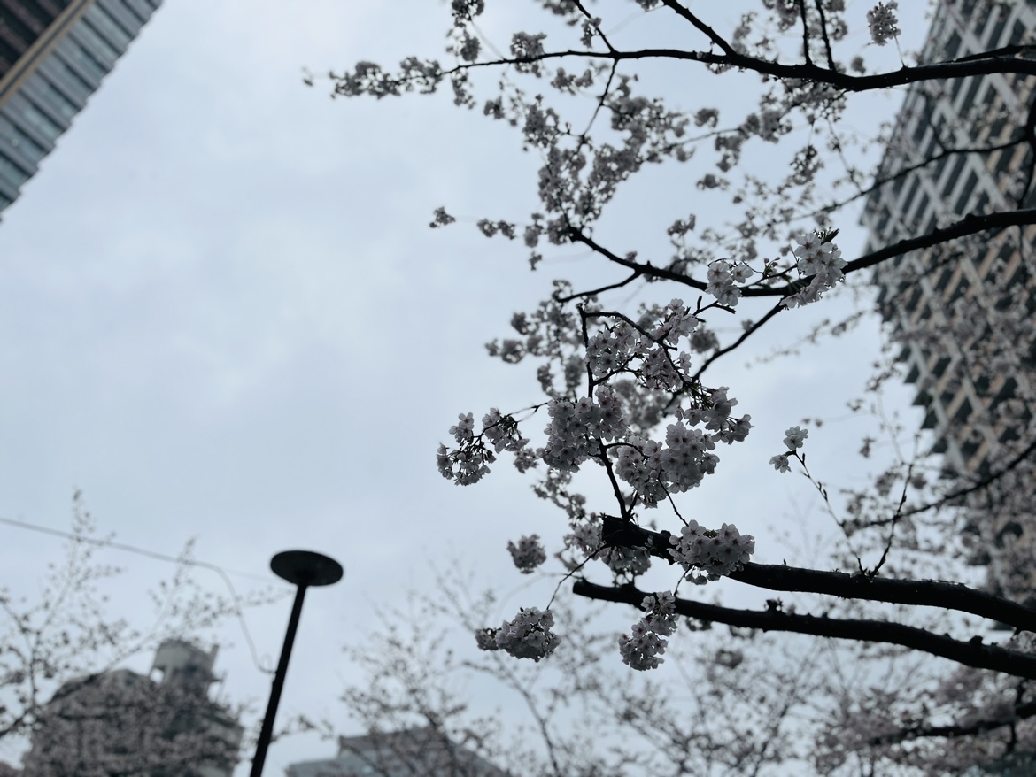 皆さんの桜を咲かせましょう🌸