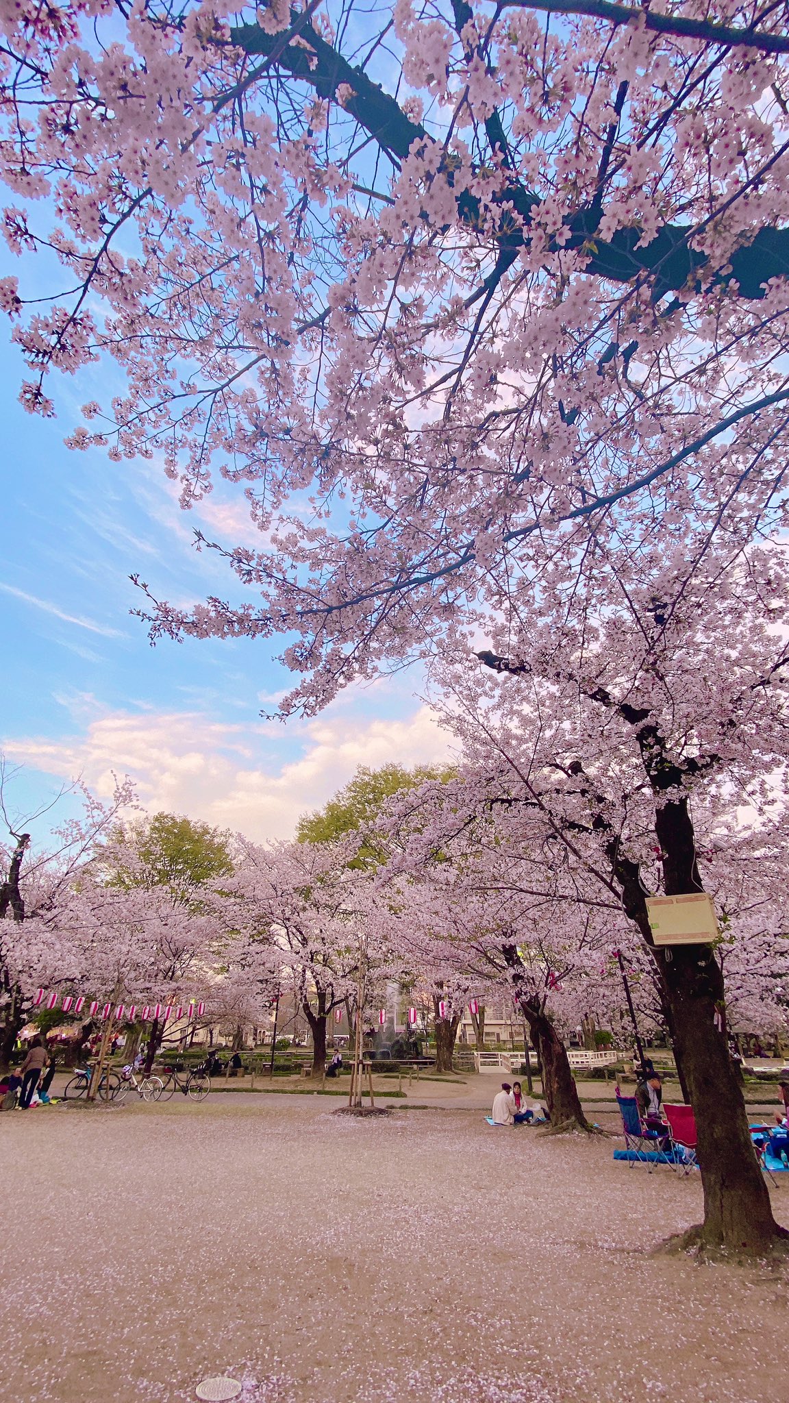 キャリコでの取り組み 〜その２〜 お花見してきました🌸