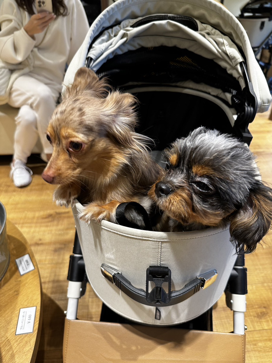 ついにバギー購入🐶🐻