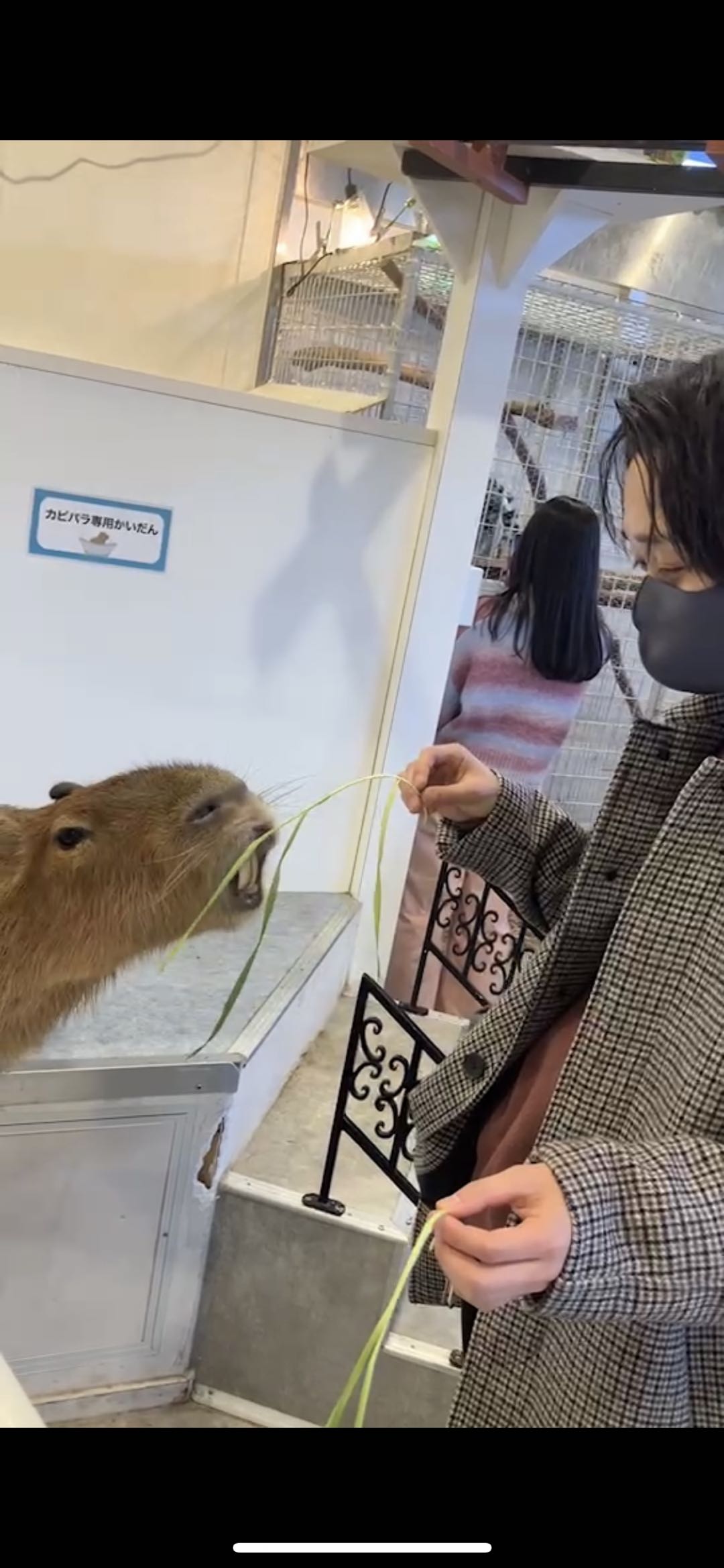 飼いたい動物No1