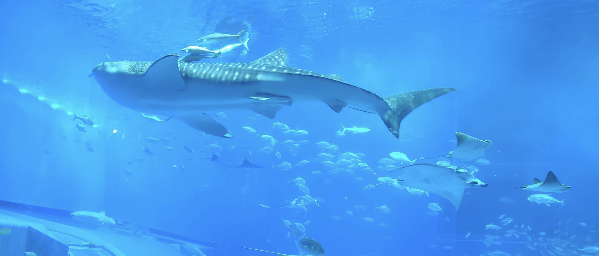 #6 社員旅行記② 🐠