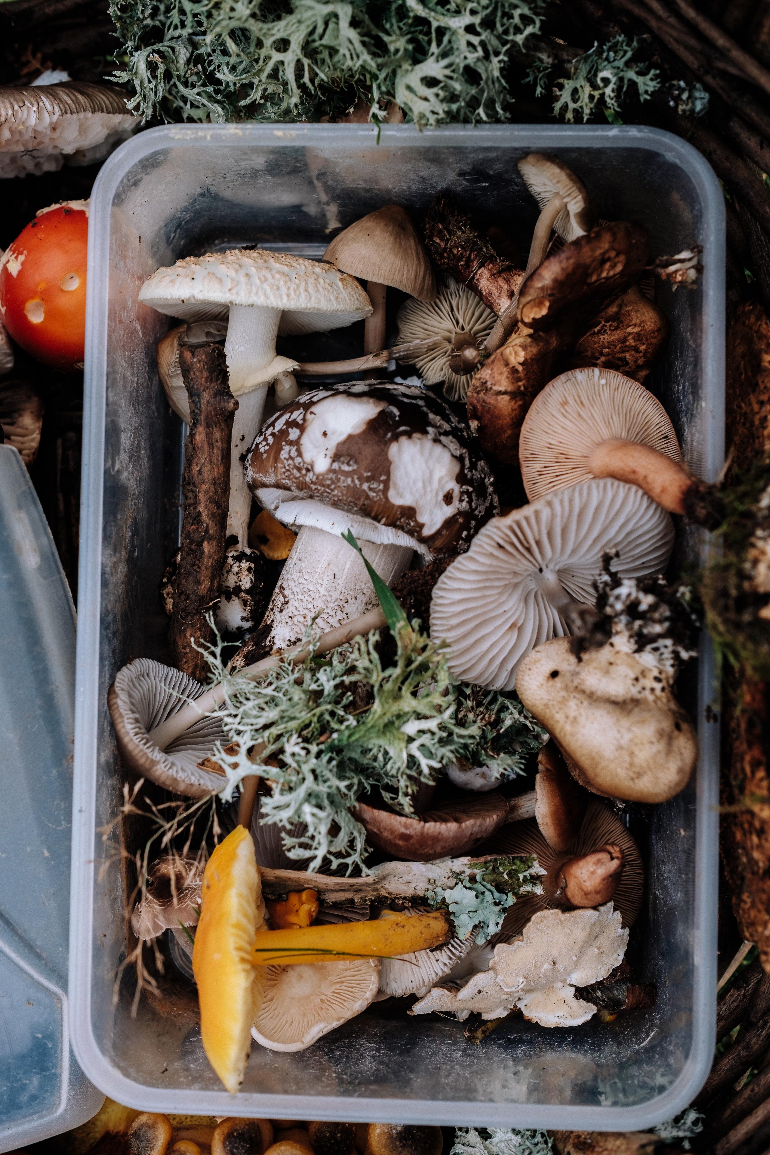 Top 8 Medicinal Mushrooms For Immune Health: Unlocking Nature's Potent Remedies
