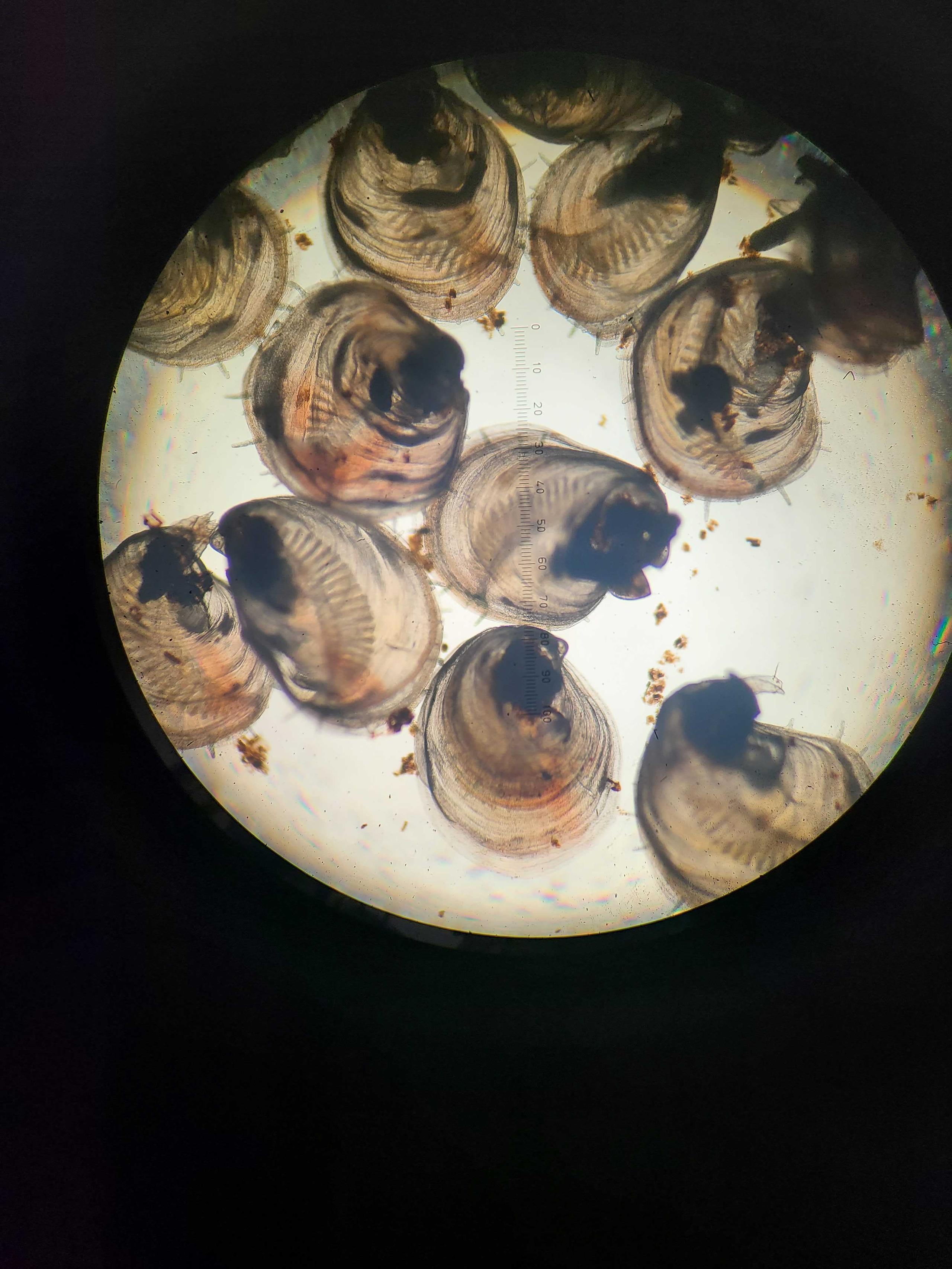 養殖に加え、牡蠣の種苗生産をスタートした理由。