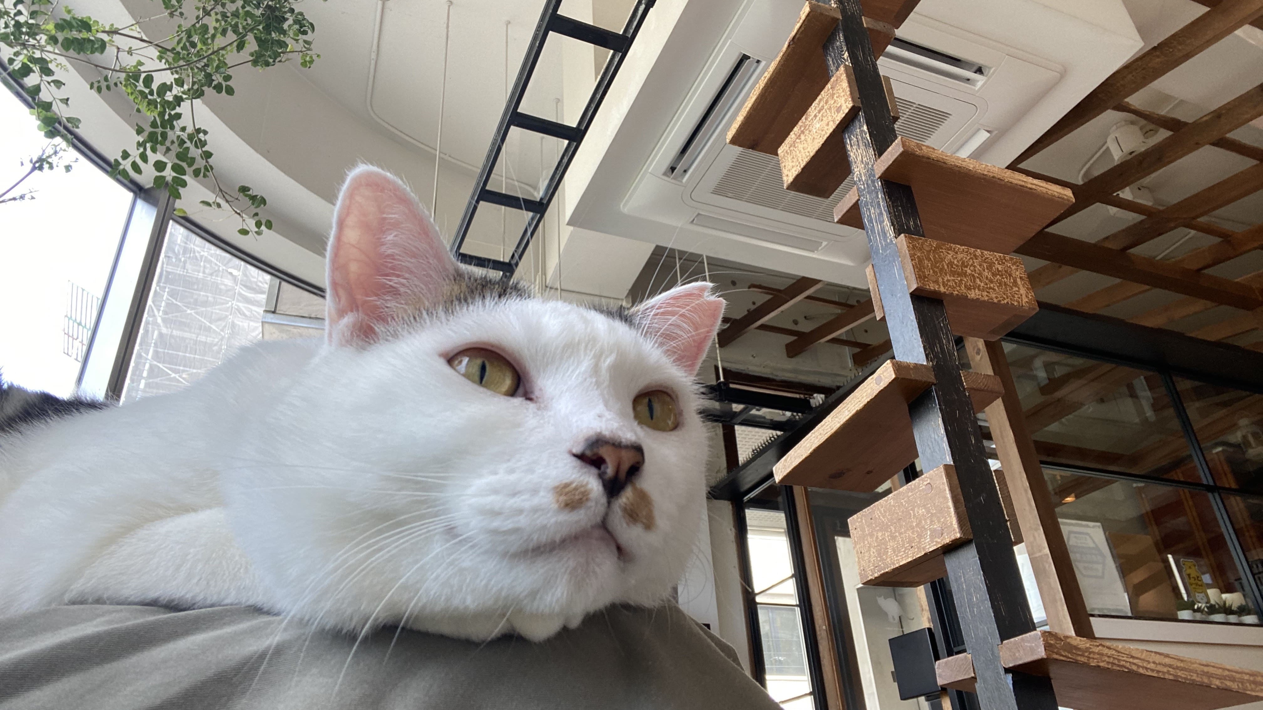 最年少社員｜Amazon担当がSOLIAに転職を決めたワケ🤔