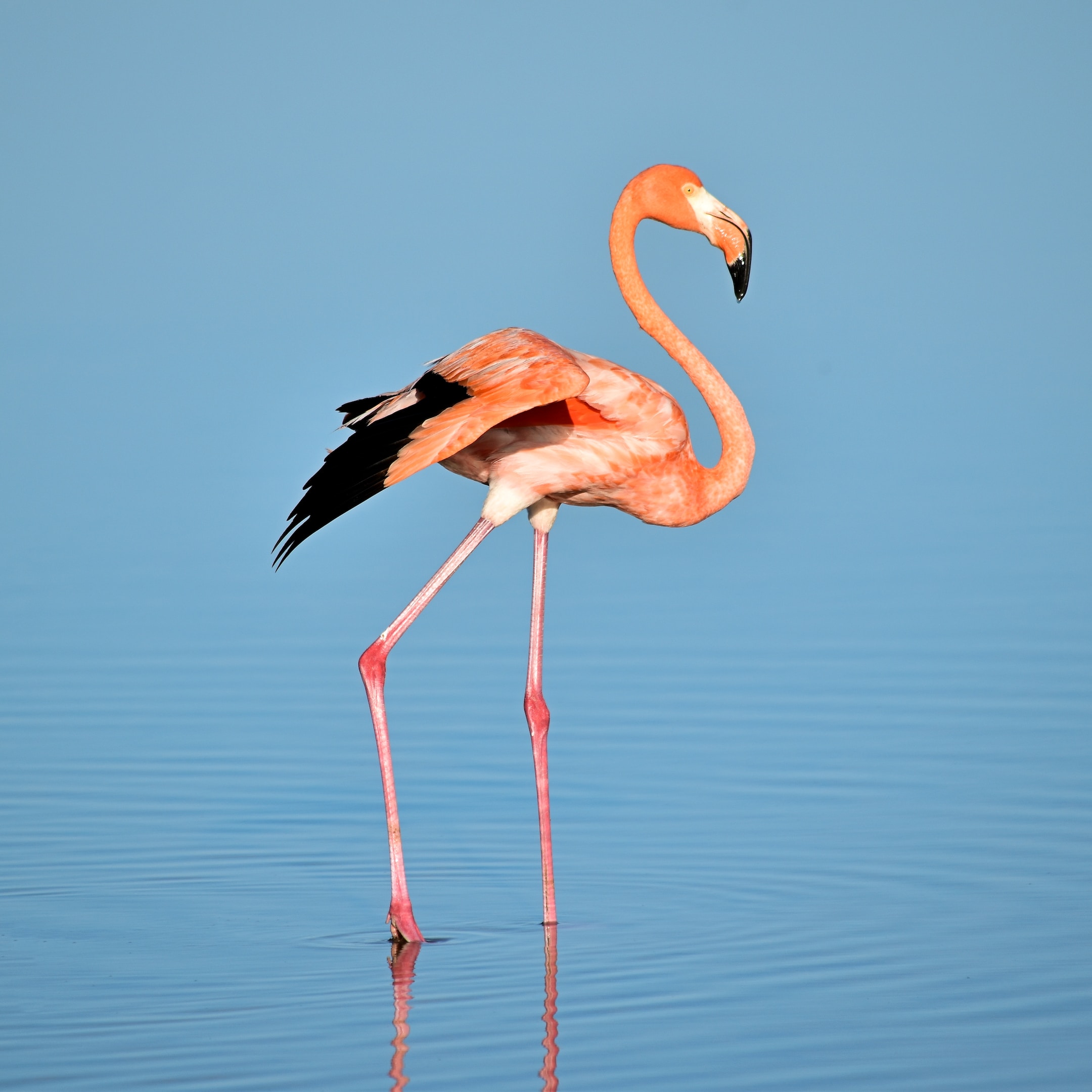 Australia's Pink-Feathered Wonders: A Closer Look at the Birds