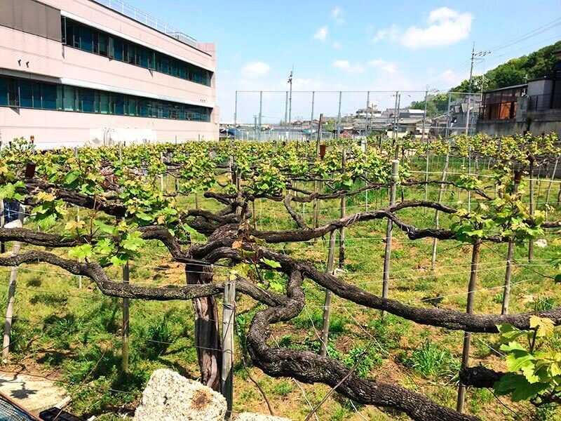 島之内フジマル醸造所設立の経緯 ～前編～