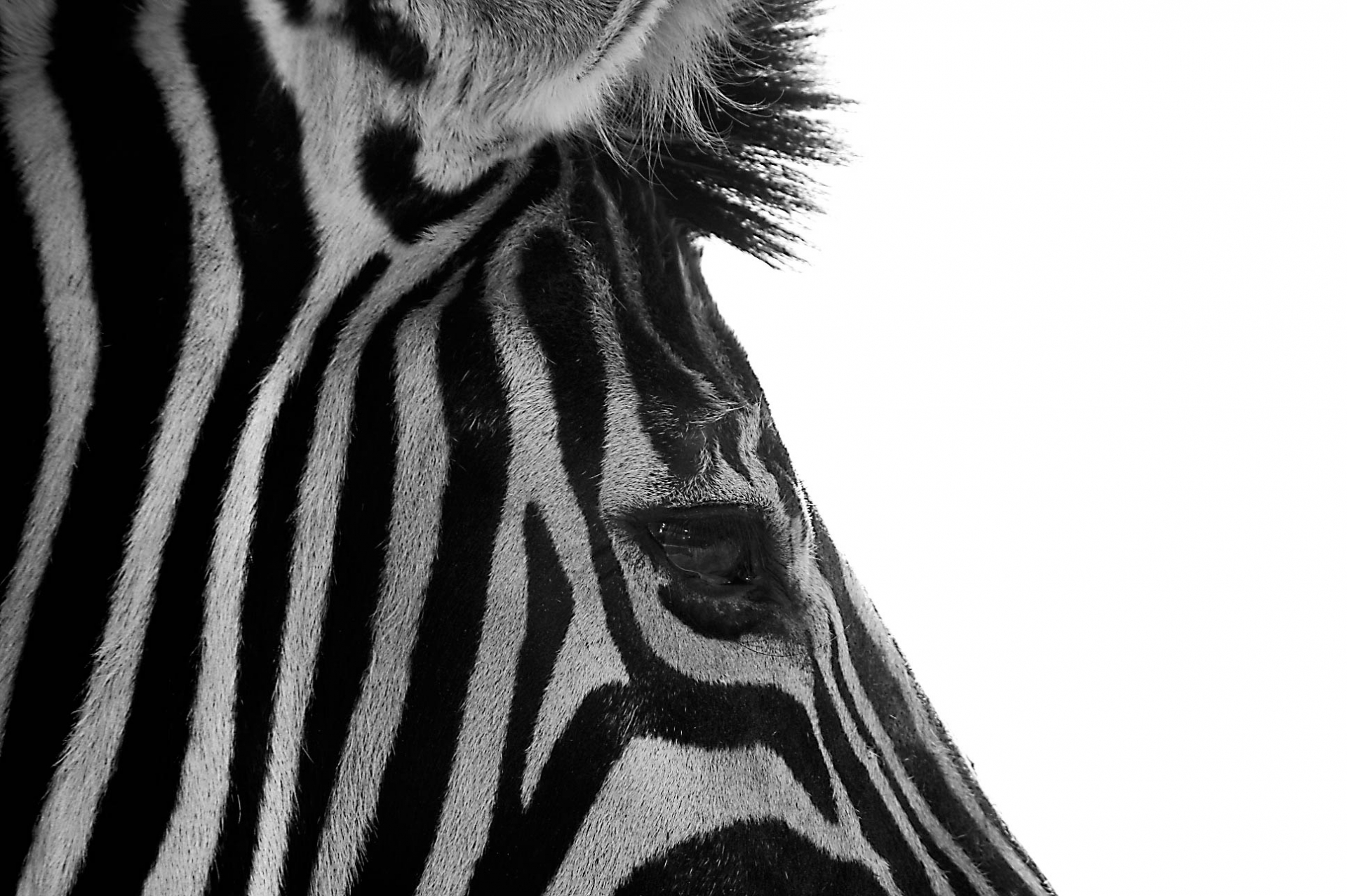 砂漠の水飲み場にシマウマが来たらSlackに通知するシステムを作りました