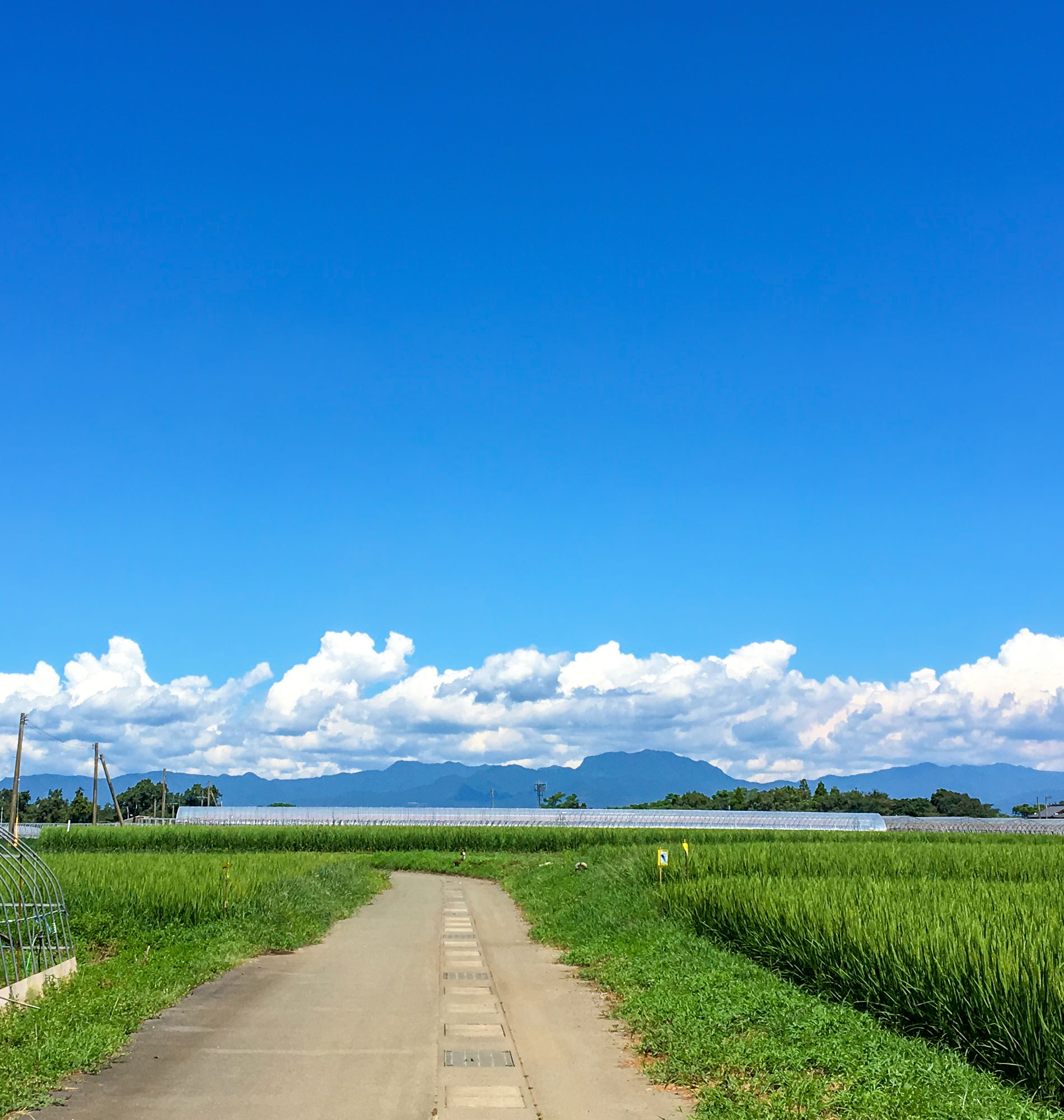 「第5回全国さるなし・こくわサミットin 新潟県(10/14~15)」を後援します