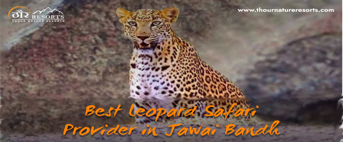 Best Leopard Safari Provider in Jawai Bandh Rajasthan