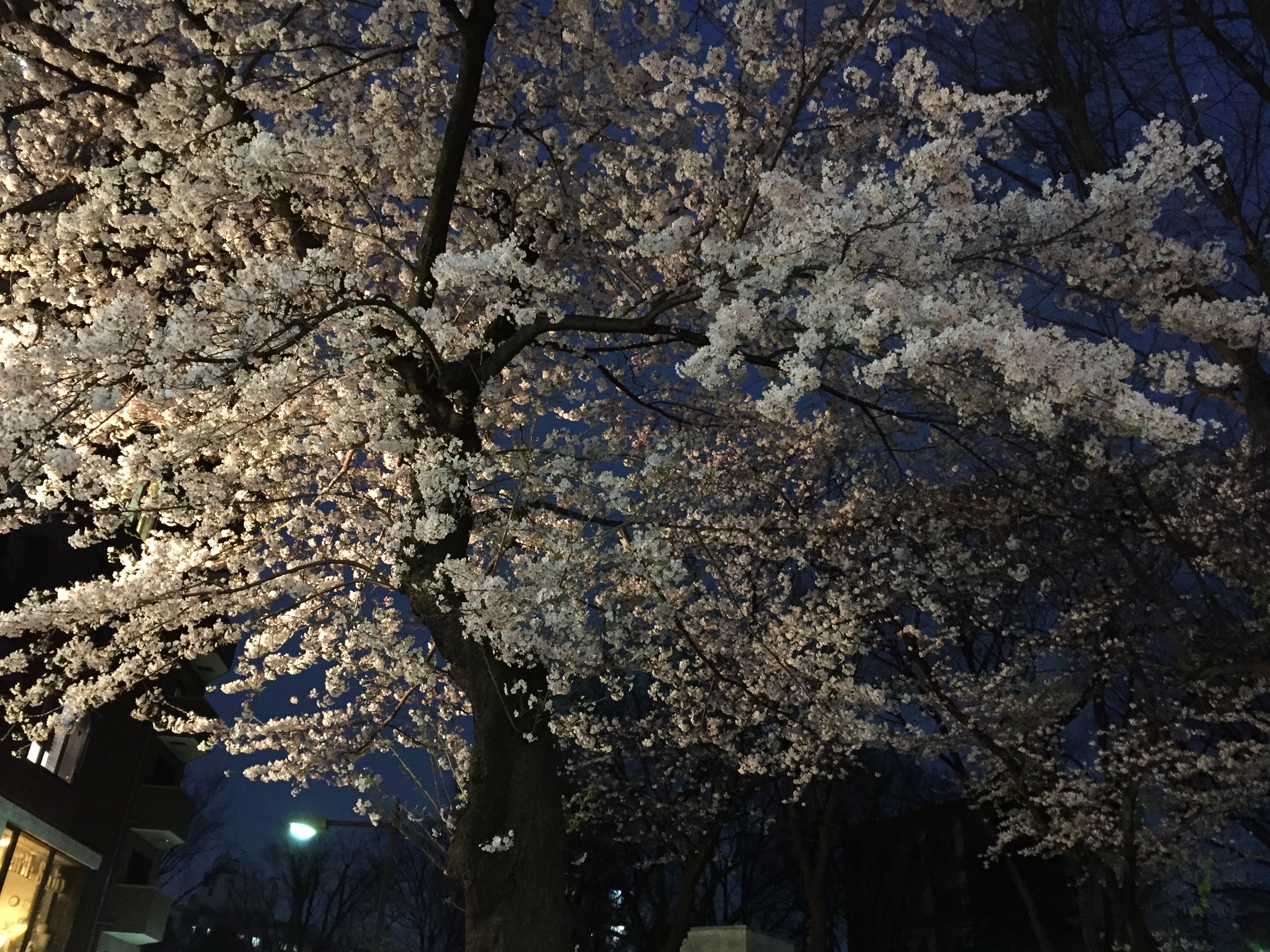桜の季節！2017年度、新卒メンバー入社しました！