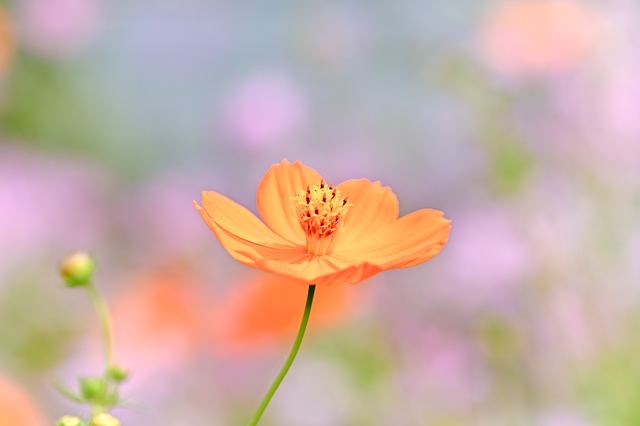 Ｗantedlyからの採用を終了致しました