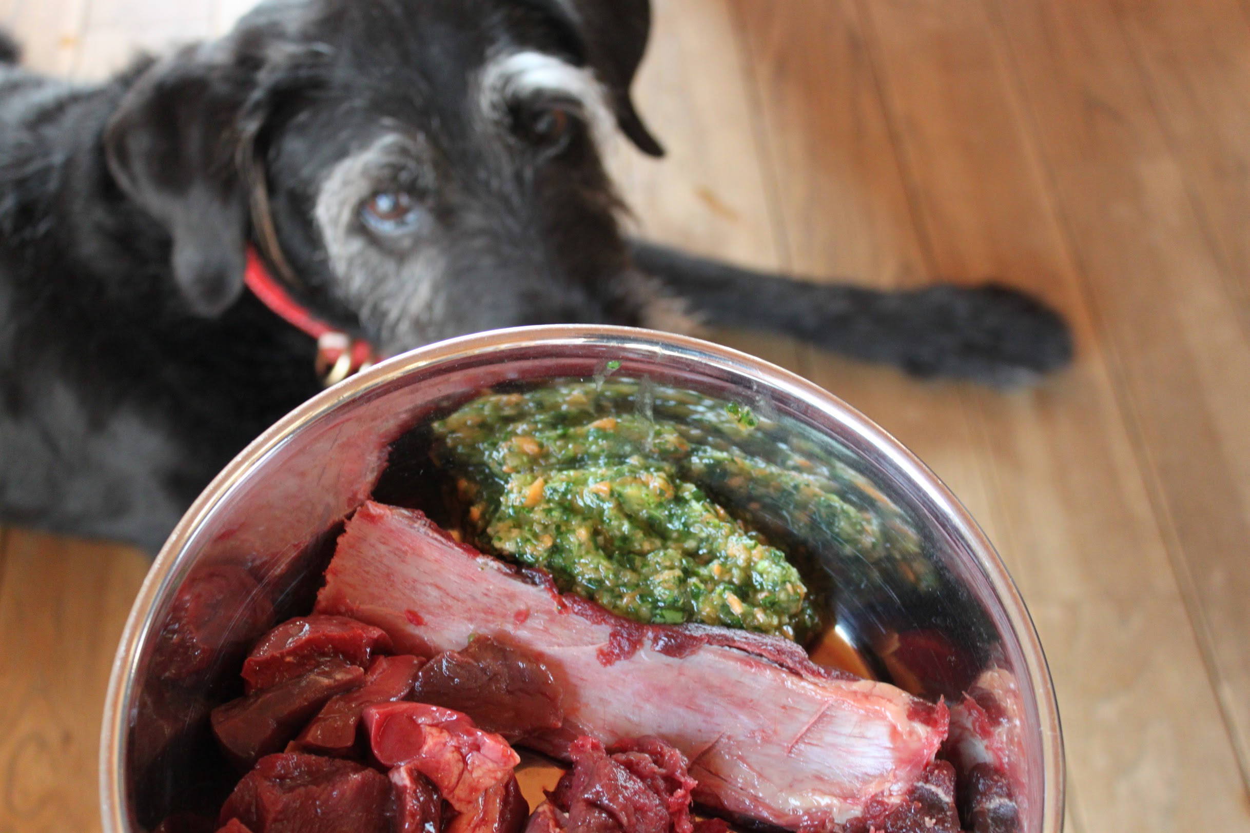 半信半疑で始めた犬への生肉。そこで私が気づいたこと。