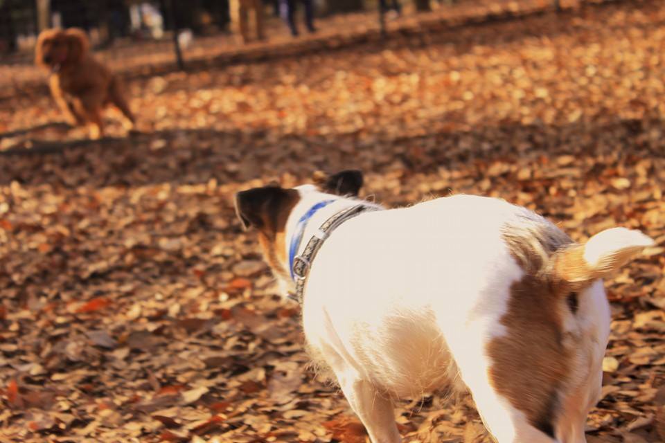 犬と働く社長のブログ〜獣医を目指していた私が18歳で起業した理由〜