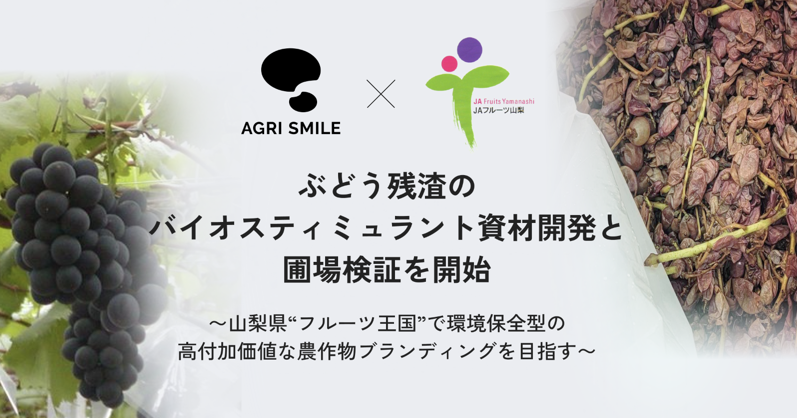 AGRI SMILE、JAフルーツ山梨とともにぶどう残渣のバイオスティミュラント資材開発と圃場検証を開始