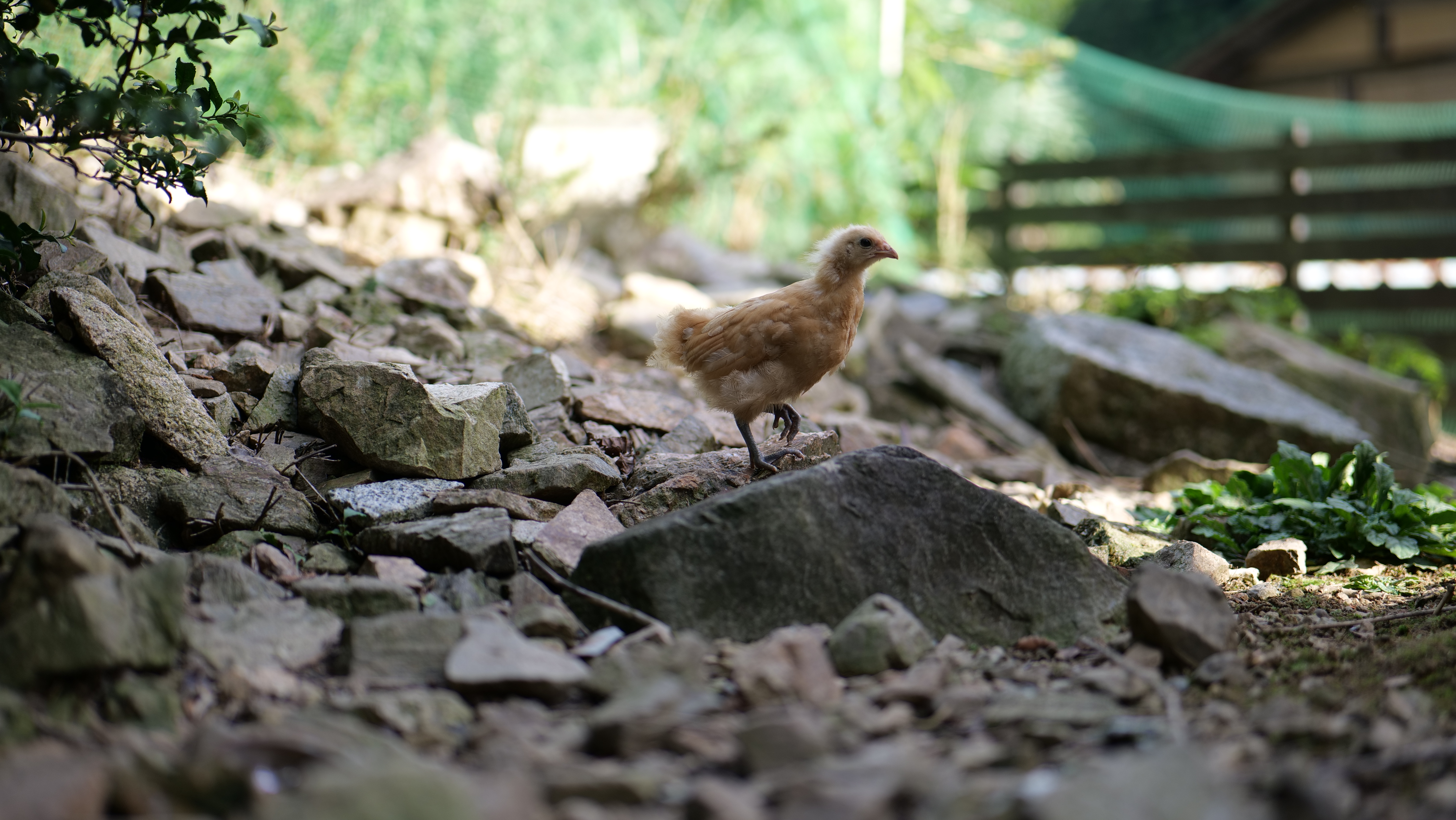 【現地案内OK】西粟倉村への移住＋就職に興味をお持ちの方へ