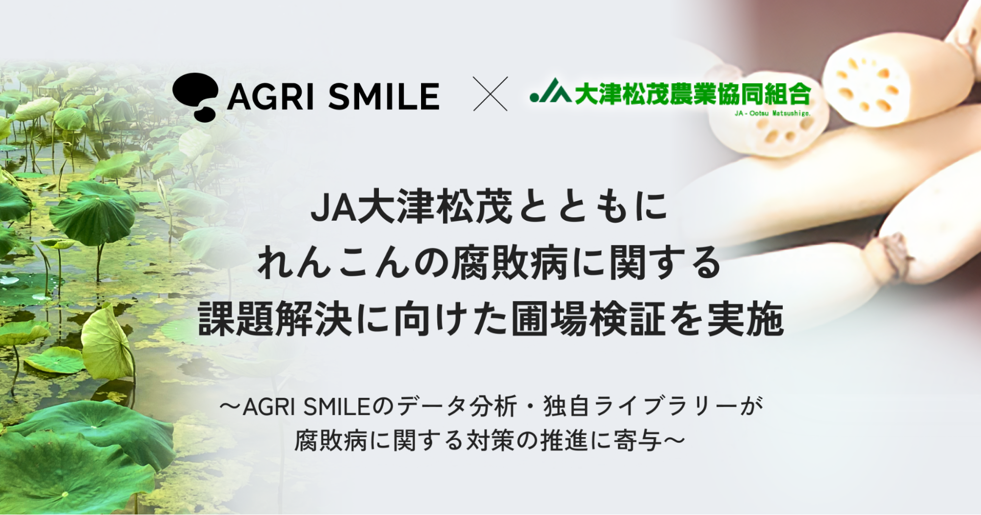 AGRI SMILEとJA大津松茂、れんこんの腐敗病に関する課題解決に向けた圃場検証を実施