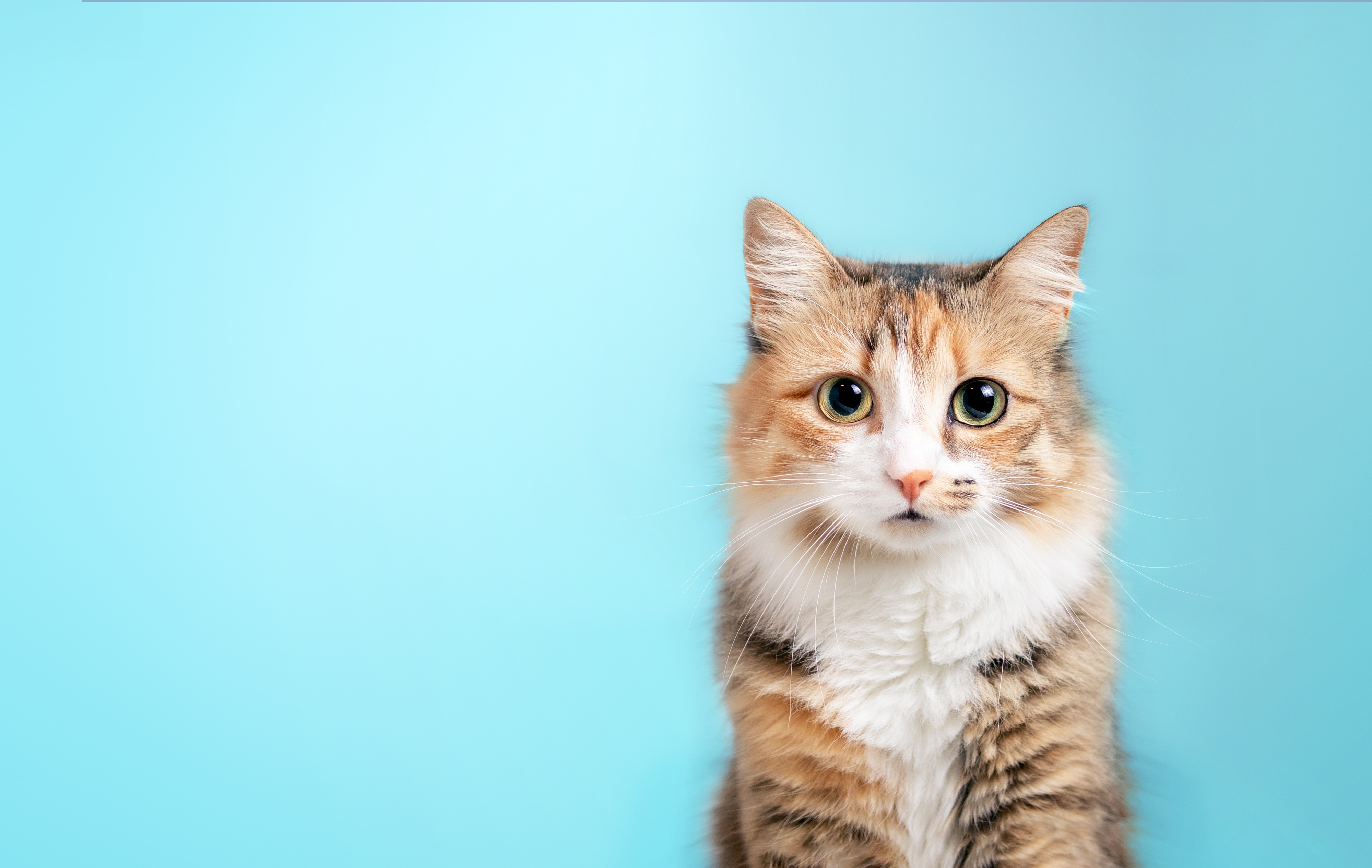 【LCエンタメ通信Vol.12】猫ミームからみる猫のファンコミュニティ