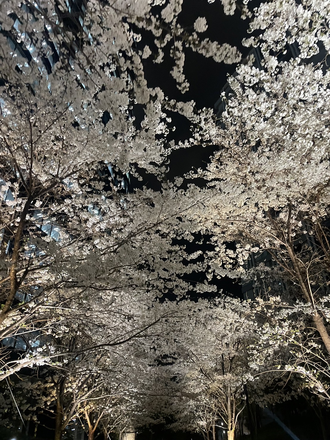2024年度も始まりました！今年も桜がきれいです🌸