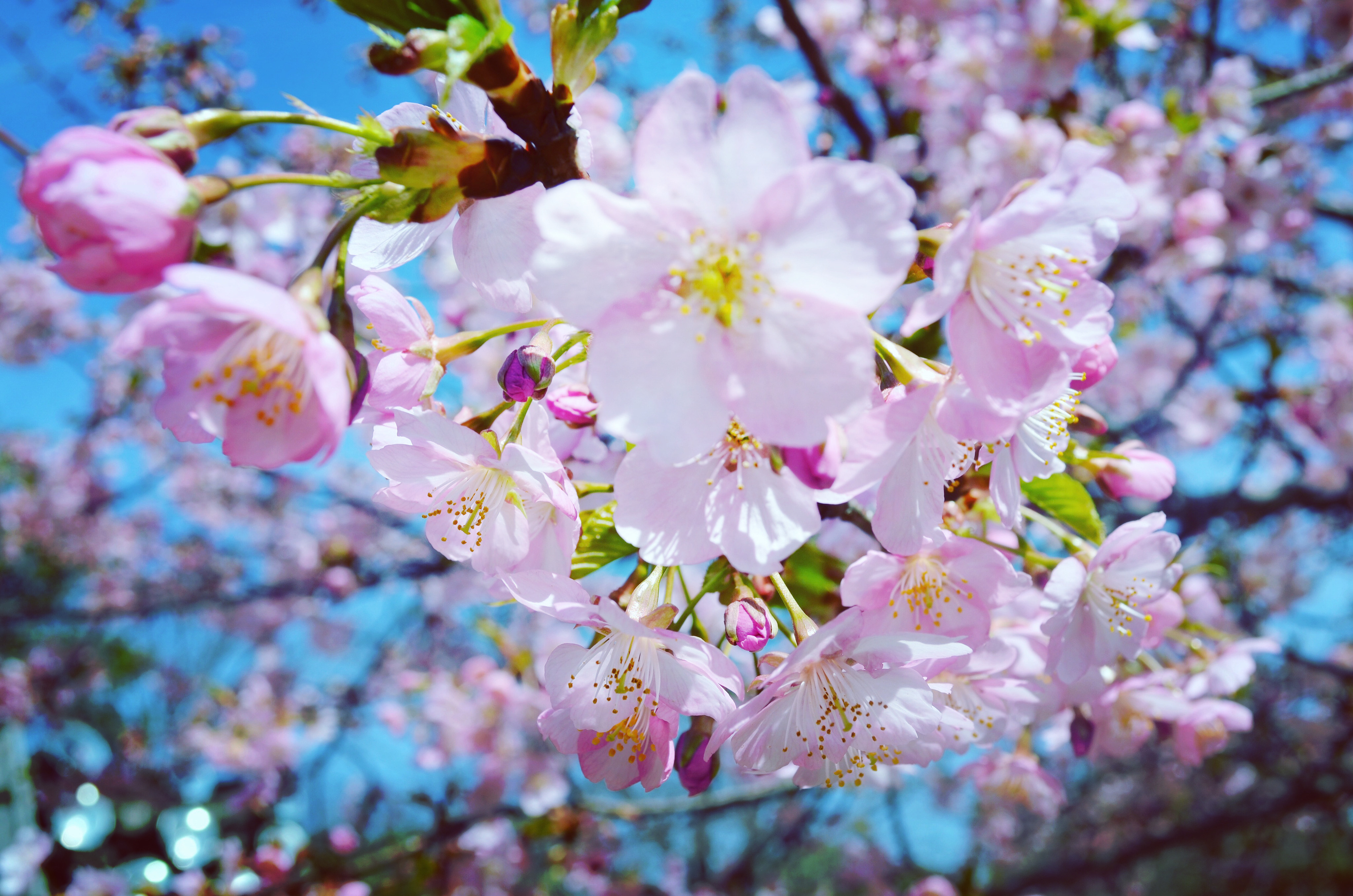 【福岡営業所】お花見しました