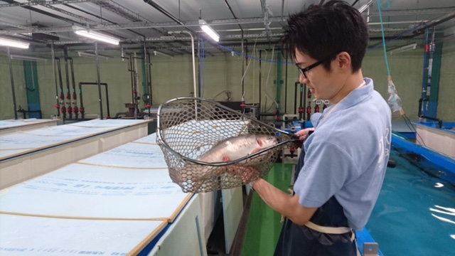 トラウトサーモン初出荷