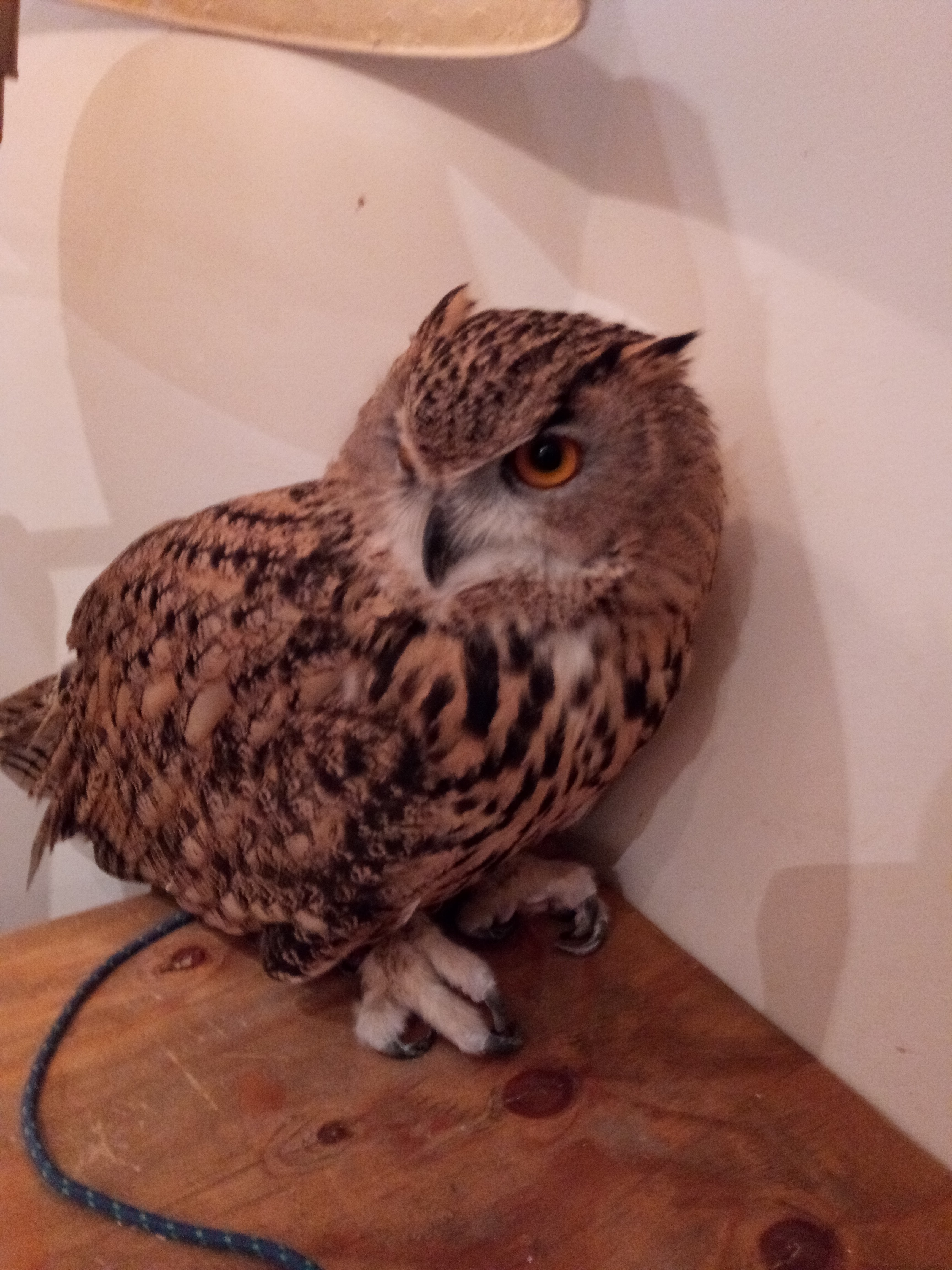 渋谷での打ち合わせのあとは、フクロウカフェで癒される
