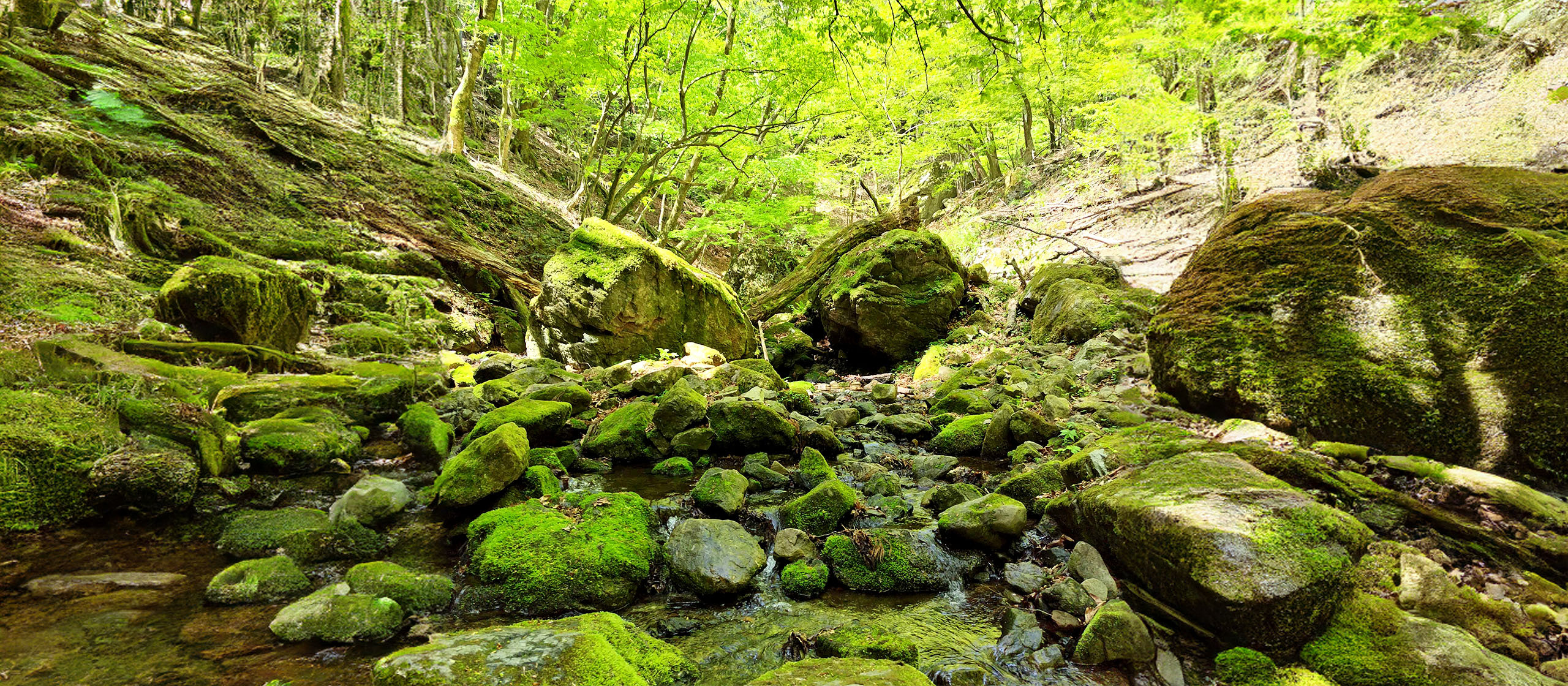 2024年4月、大岳山登山