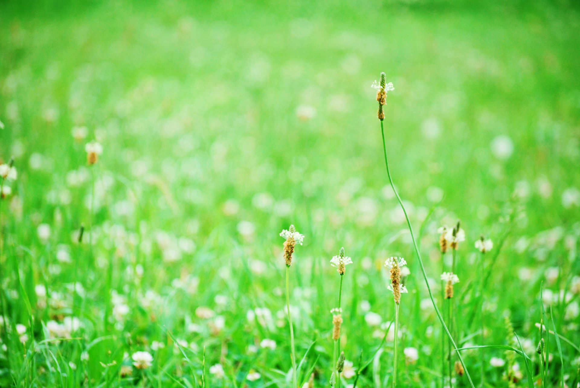 「素直さ」こそ最大の武器