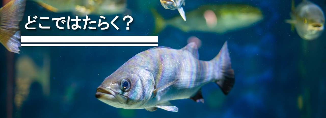 魚好きエンジニアの選択。大和 × 趣味 × エンジニアの自由な働き方