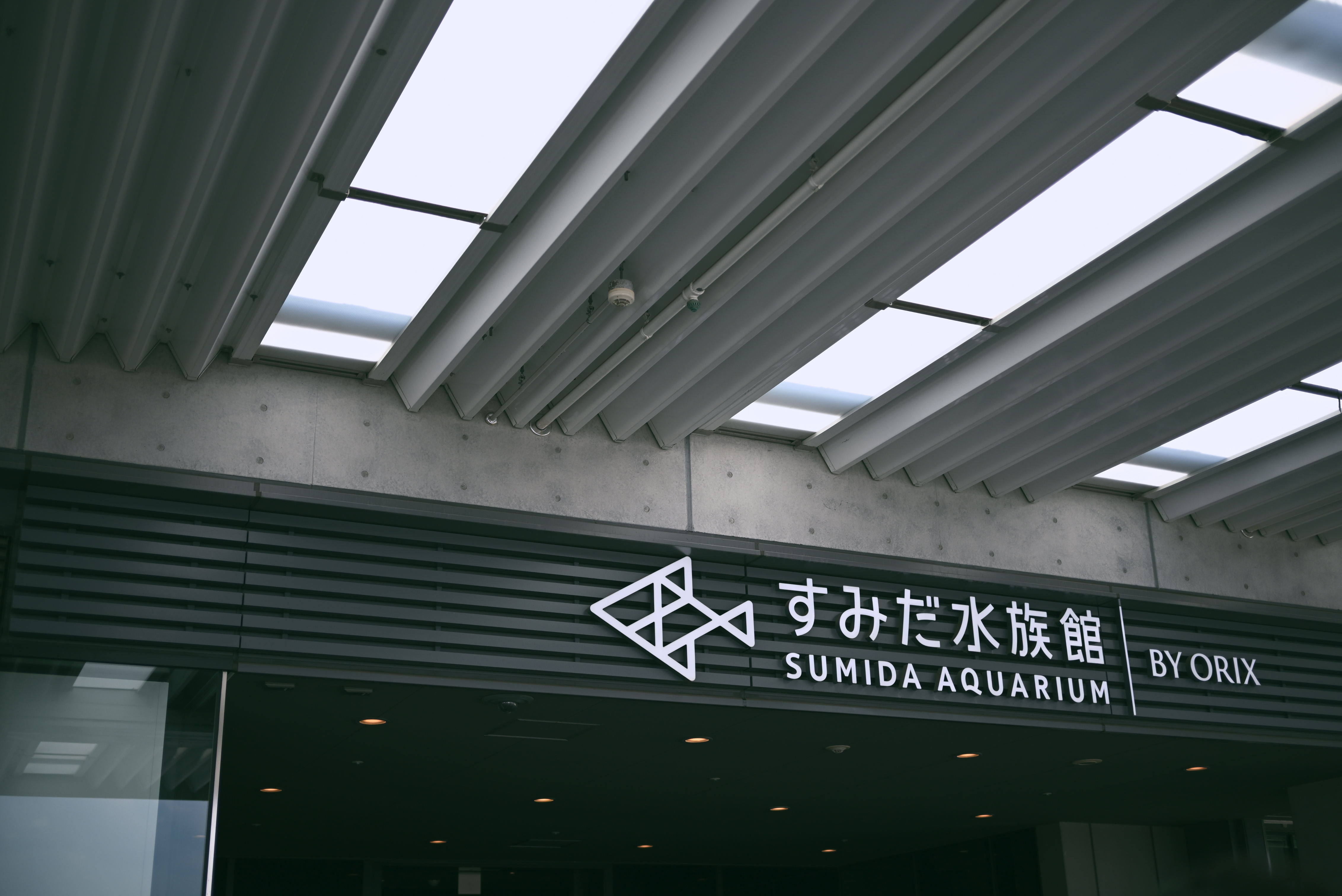【写真部】暑さを忘れて水中の世界へ。