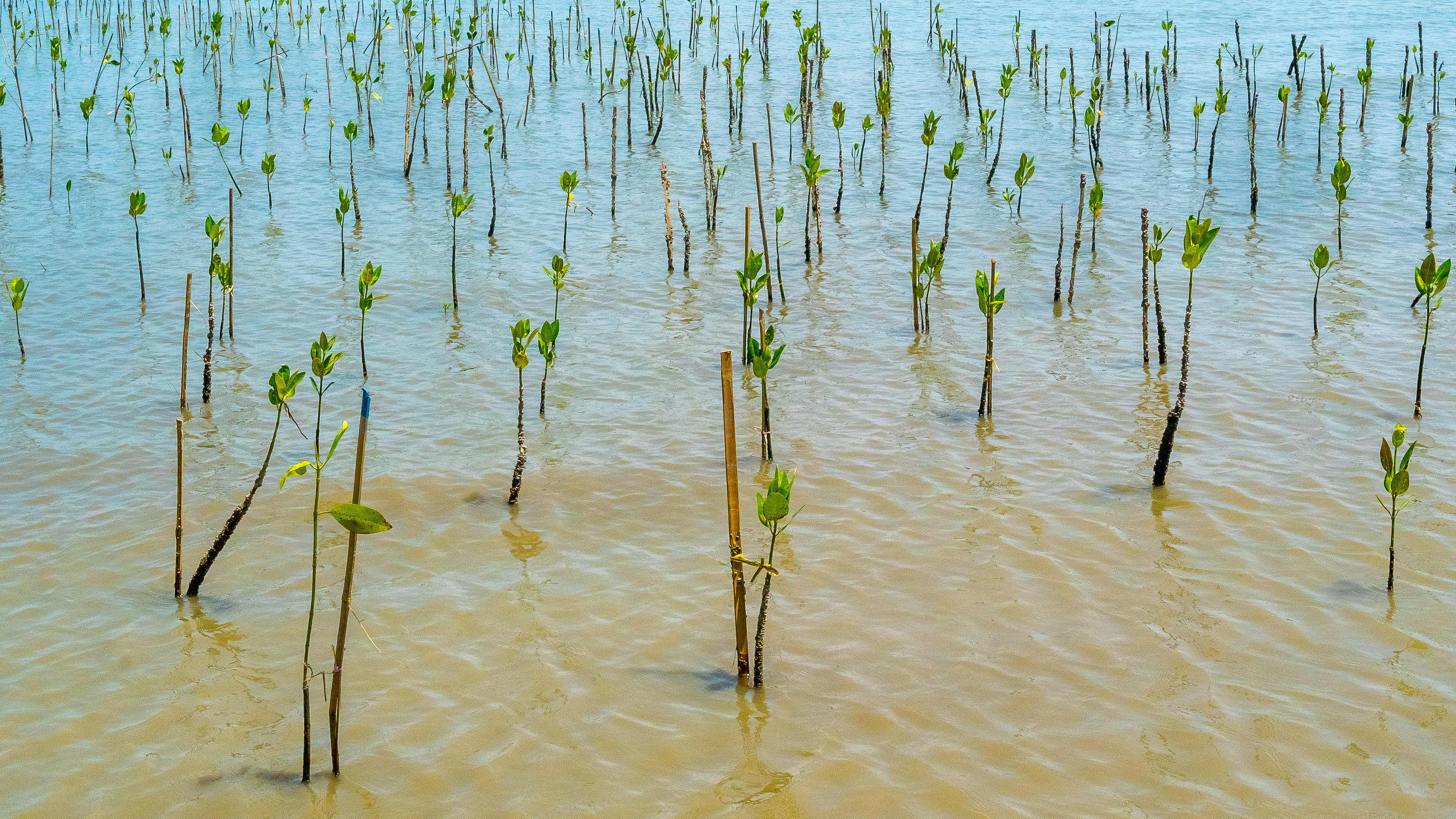 【企業文化】マングローブの植林！お金は関係なく植林を17年前から継続する想い。