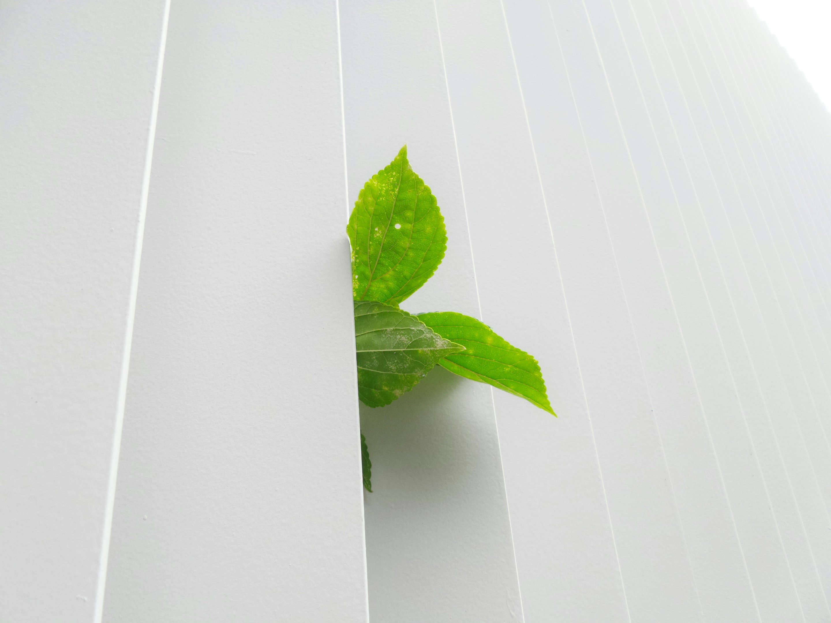 新卒1年目で参加した環境広場さっぽろ2024の体験レポート