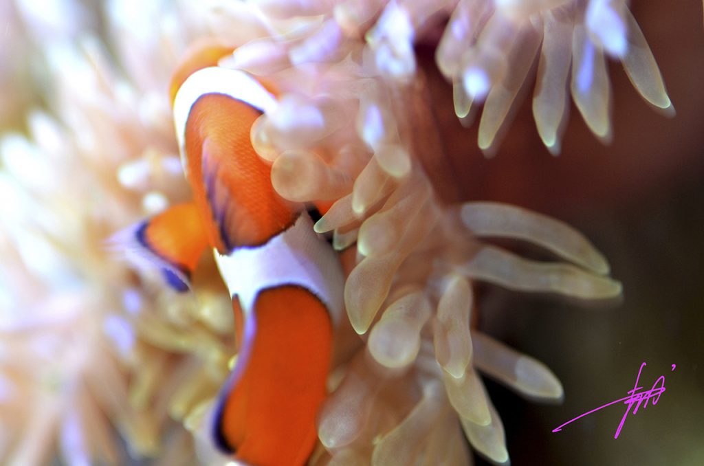 思わず笑顔に！TOJOアクアリウムビジネス～豆知識　ニモ！？クマノミ編～