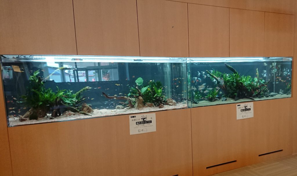 『TOJO癒しのアクアリウム』ファミリーさんの水槽立ち上げをお手伝いしてきました！